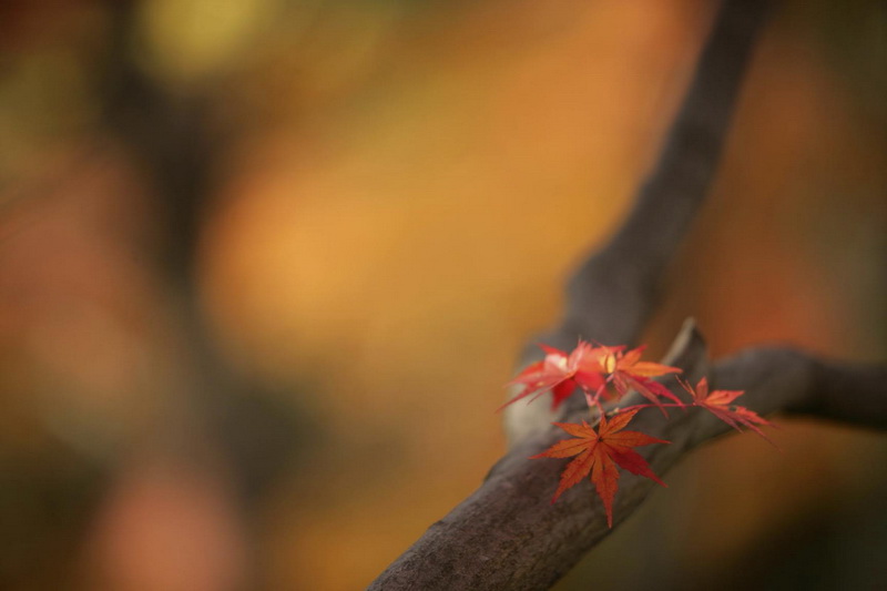 山本学さんの作品