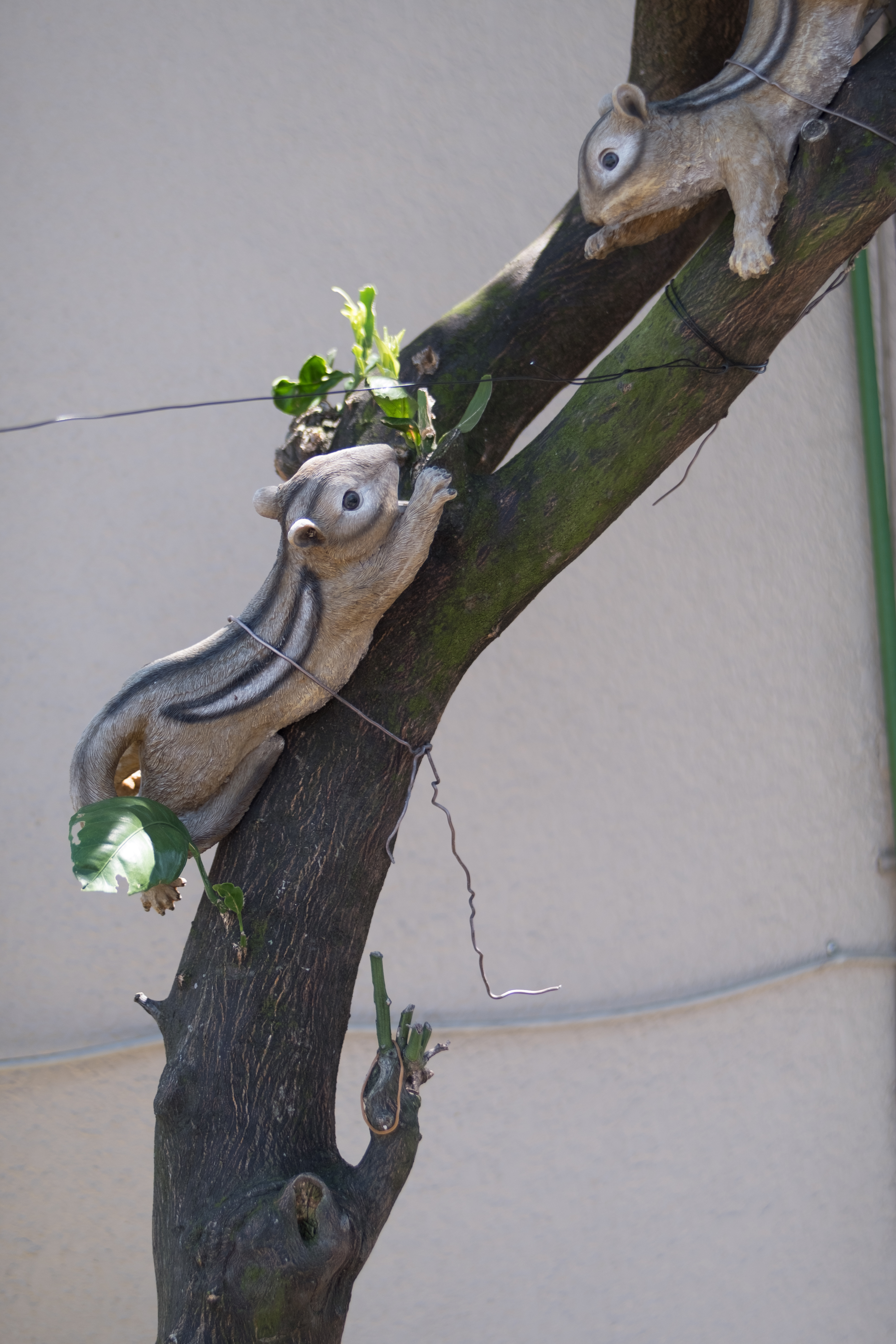 X-Pro2 / Iberit 50mm F2.4 / 1/450秒 / F2.8 / ±0EV / ISO200 / WB:オート