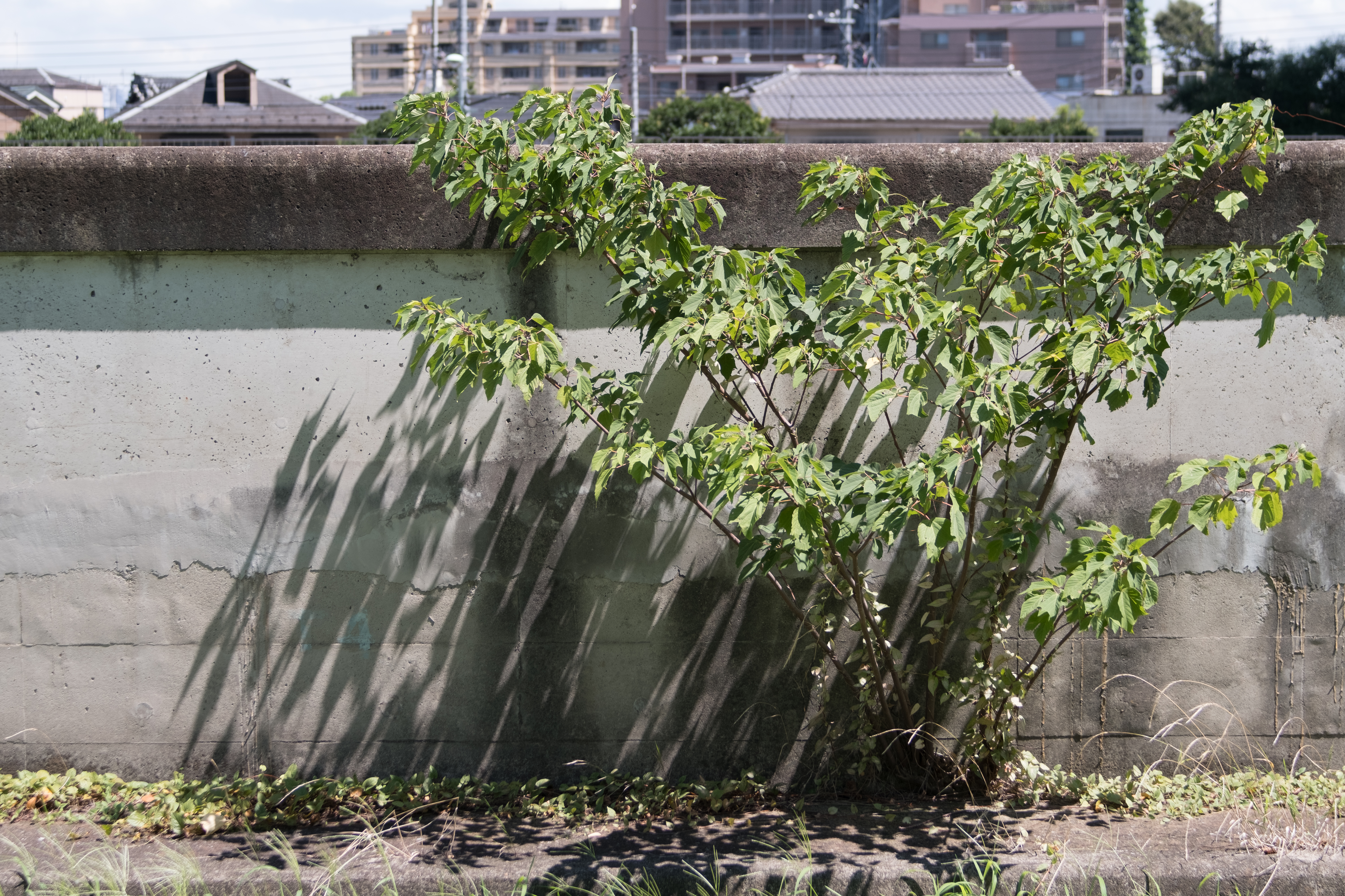 X-Pro2 / Iberit 50mm F2.4 / 1/800秒 / F4 / ±0EV / ISO200 / WB:オート