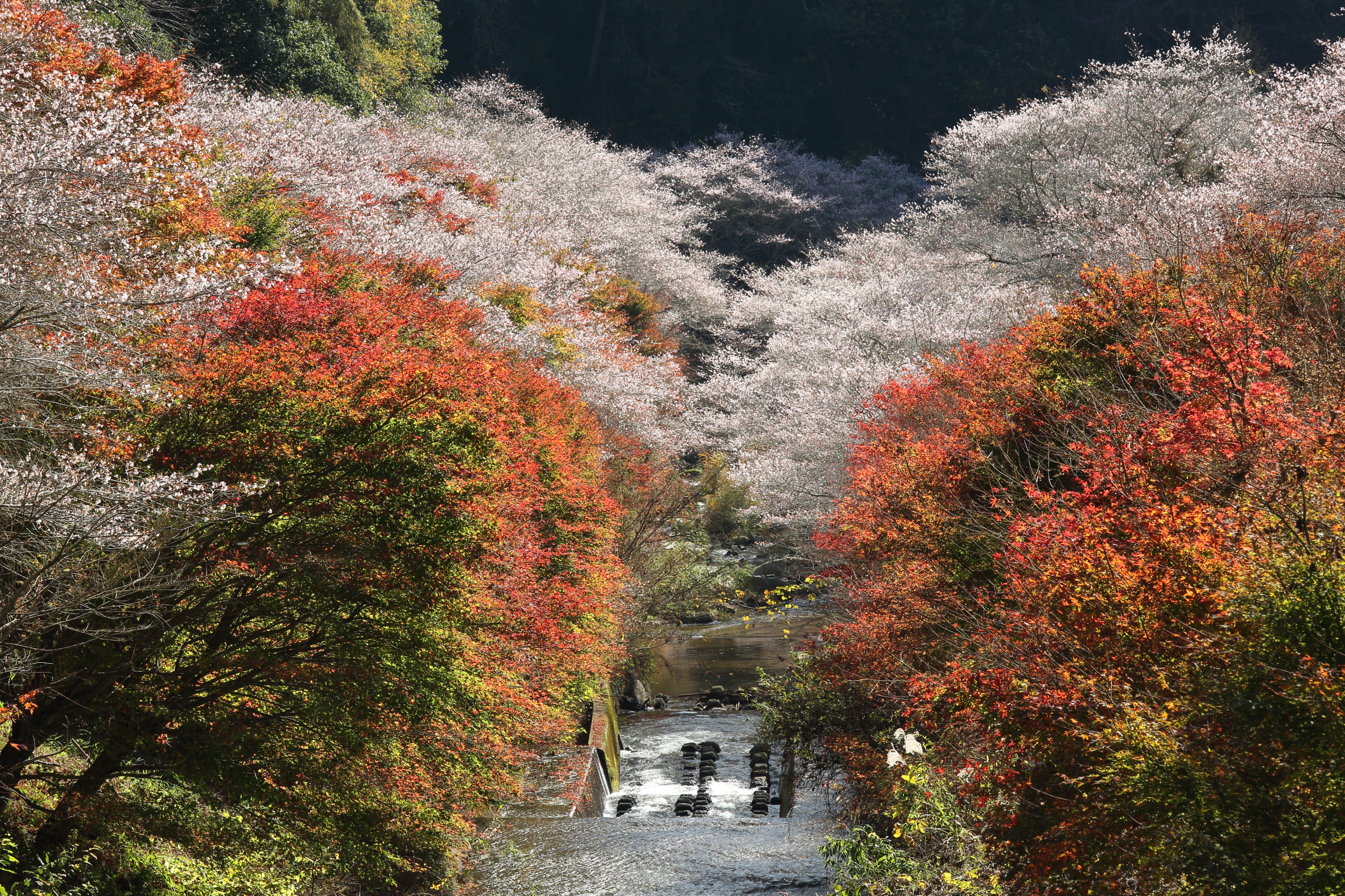 EOS 5D Mark III / EF70-200mm F4L IS USM / 1/15秒 / F14 / ISO100 / 絞り優先AE / 169mm