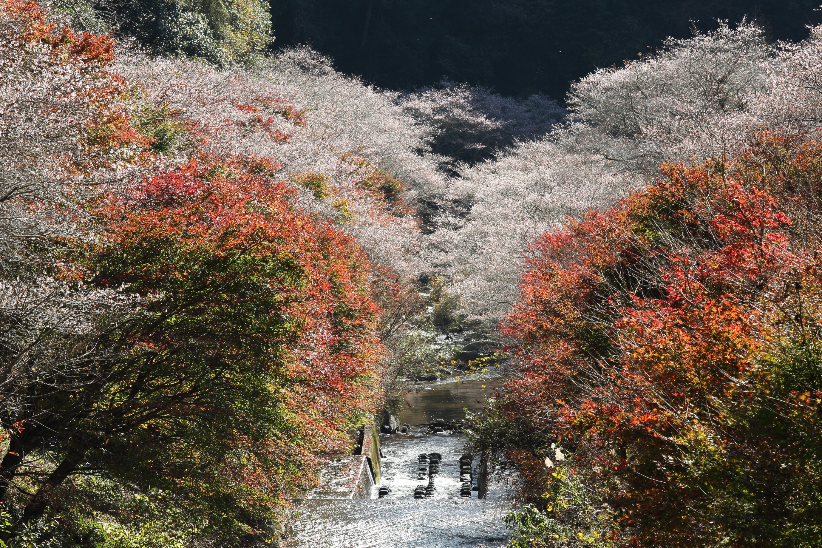 EOS 5D Mark III / EF70-200mm F4L IS USM / 1/20秒 / F14 / ISO100 / 絞り優先AE / 169mm