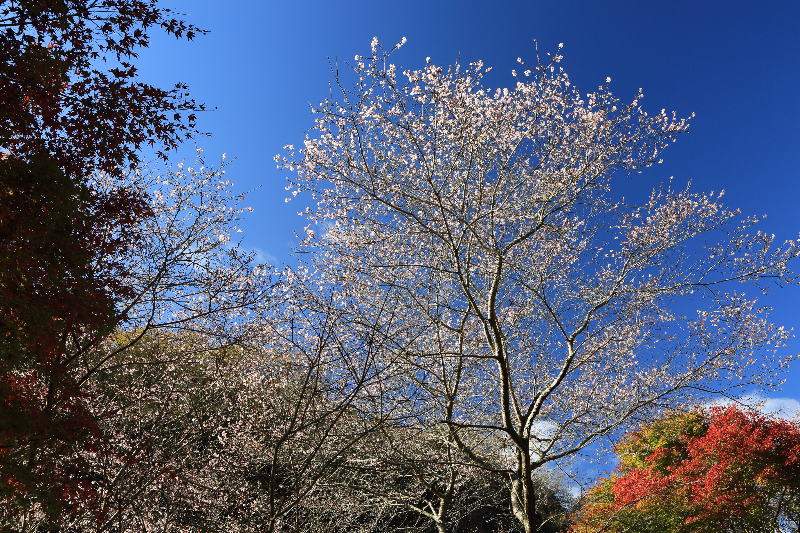 PLフィルター装着