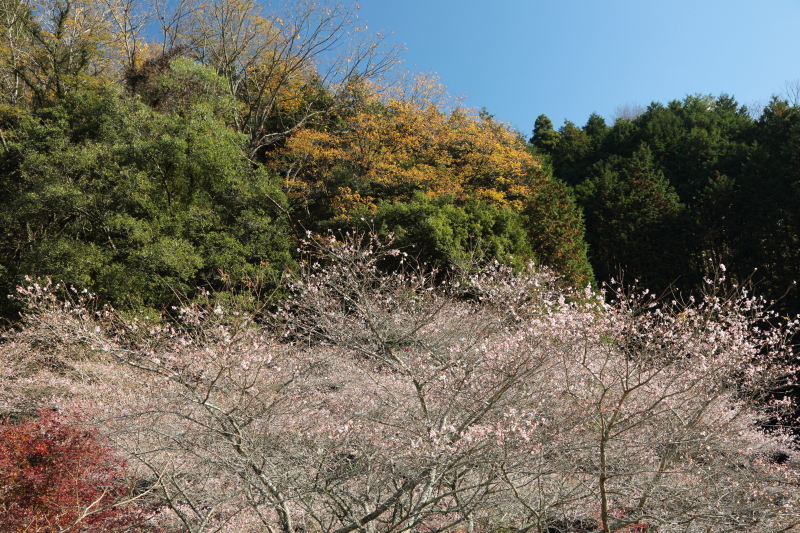 PLフィルター装着