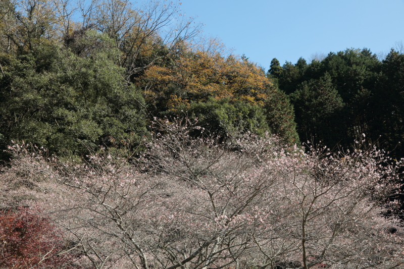 EOS 5D Mark III / EF 24-105mm F4 L IS USM / 1/50秒 / F9 / ISO100 / 絞り優先AE / 32mm