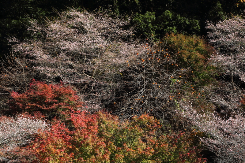 PLフィルター装着