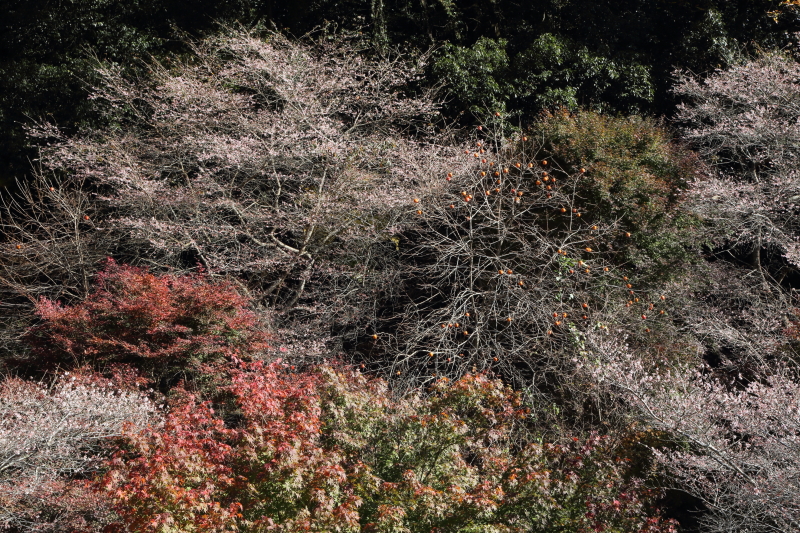 EOS 5D Mark III / EF 24-105mm F4 L IS USM / 1/50秒 / F14 / ISO200 / 絞り優先AE / 60mm