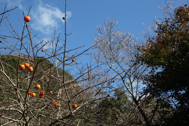 PLフィルター非装着