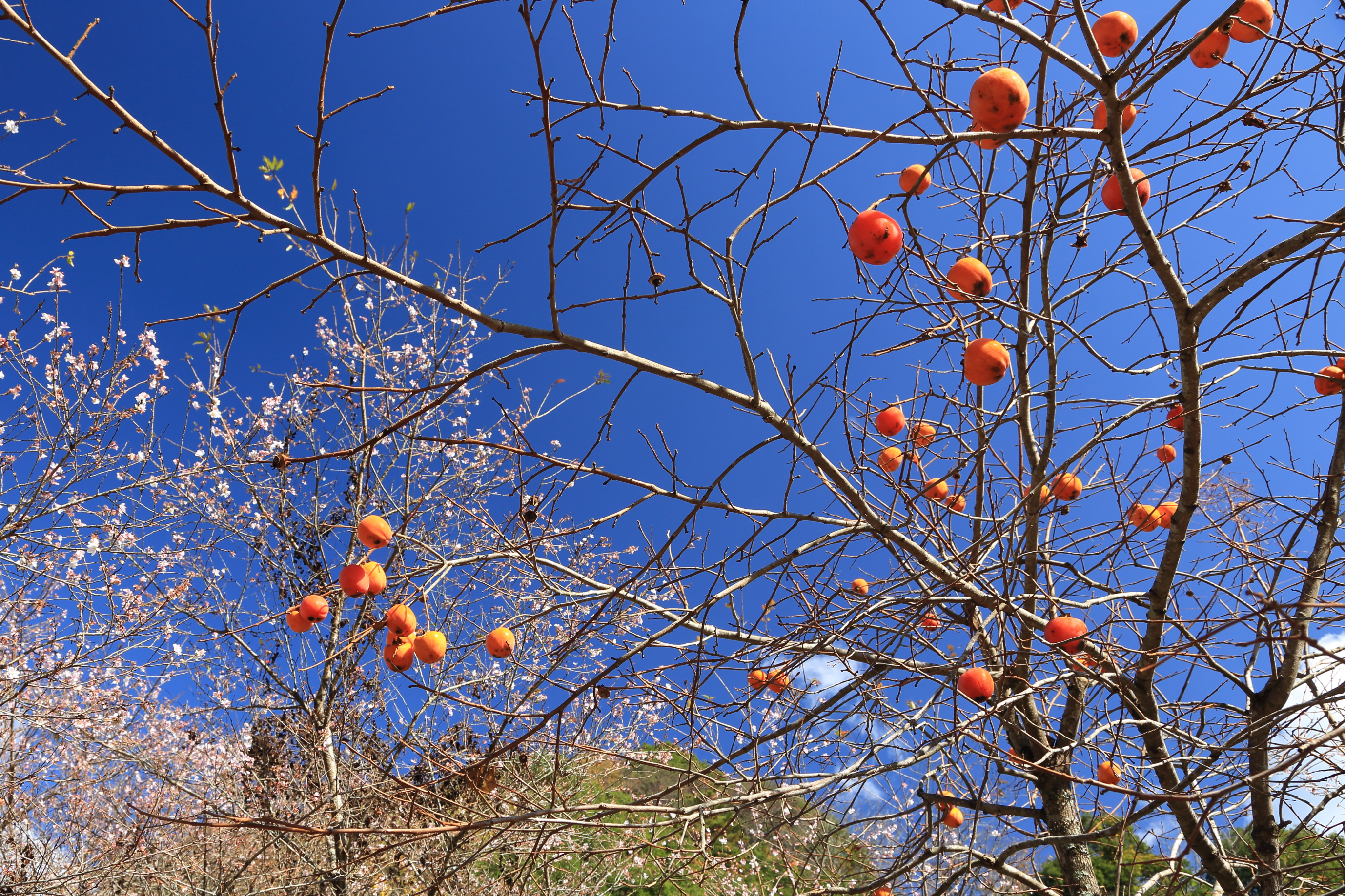 PLフィルター装着