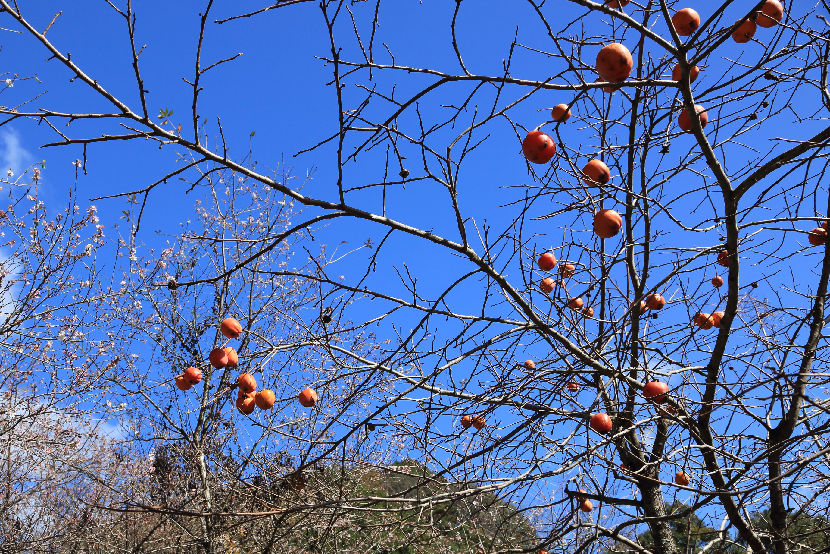 EOS 5D Mark III / EF 24-105mm F4 L IS USM / 1/320秒 / F8 / ISO200 / 絞り優先AE / 28mm