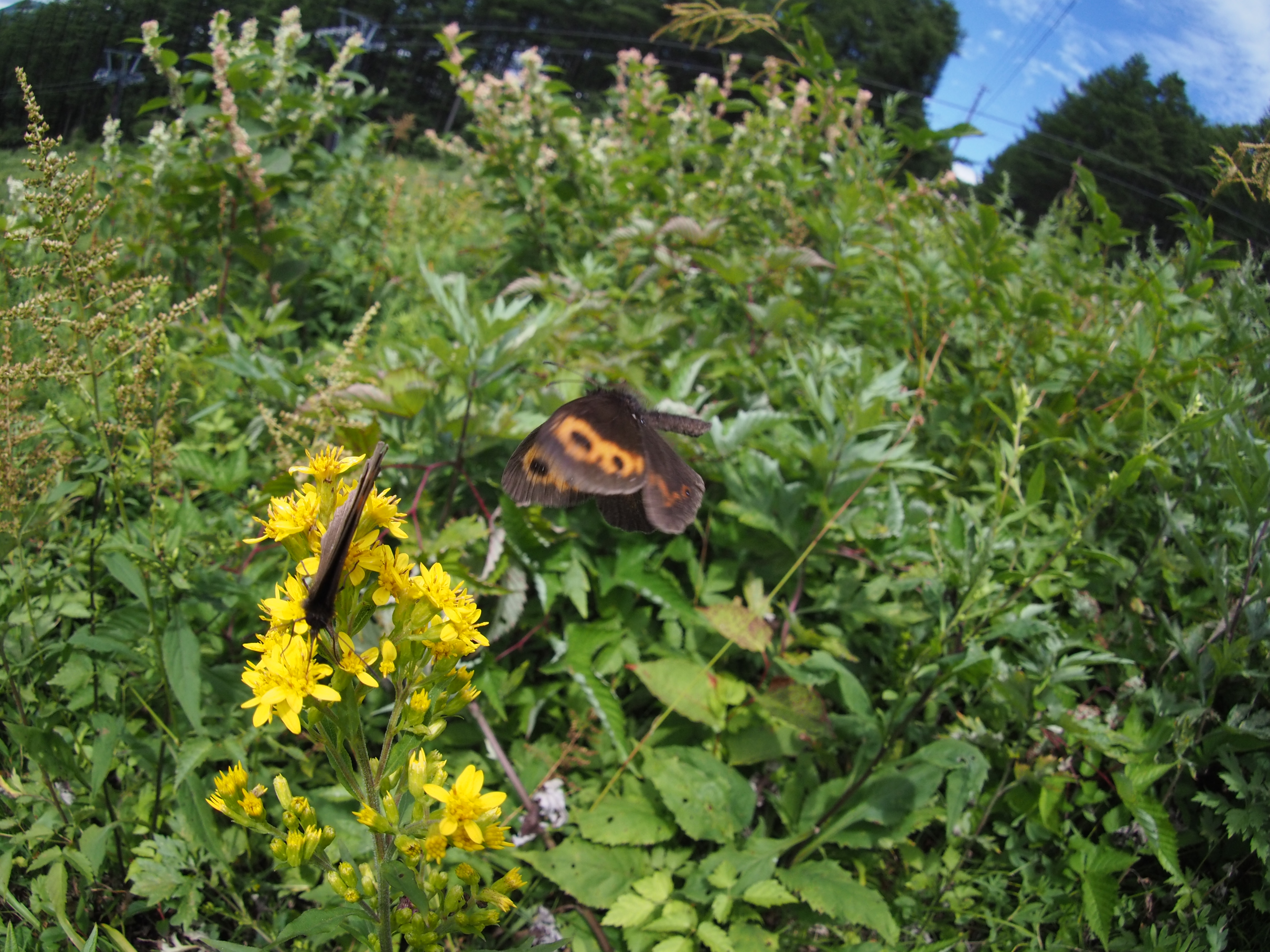 1/1,000秒 / F8 / ISO800 / 絞り優先AE / 9mm