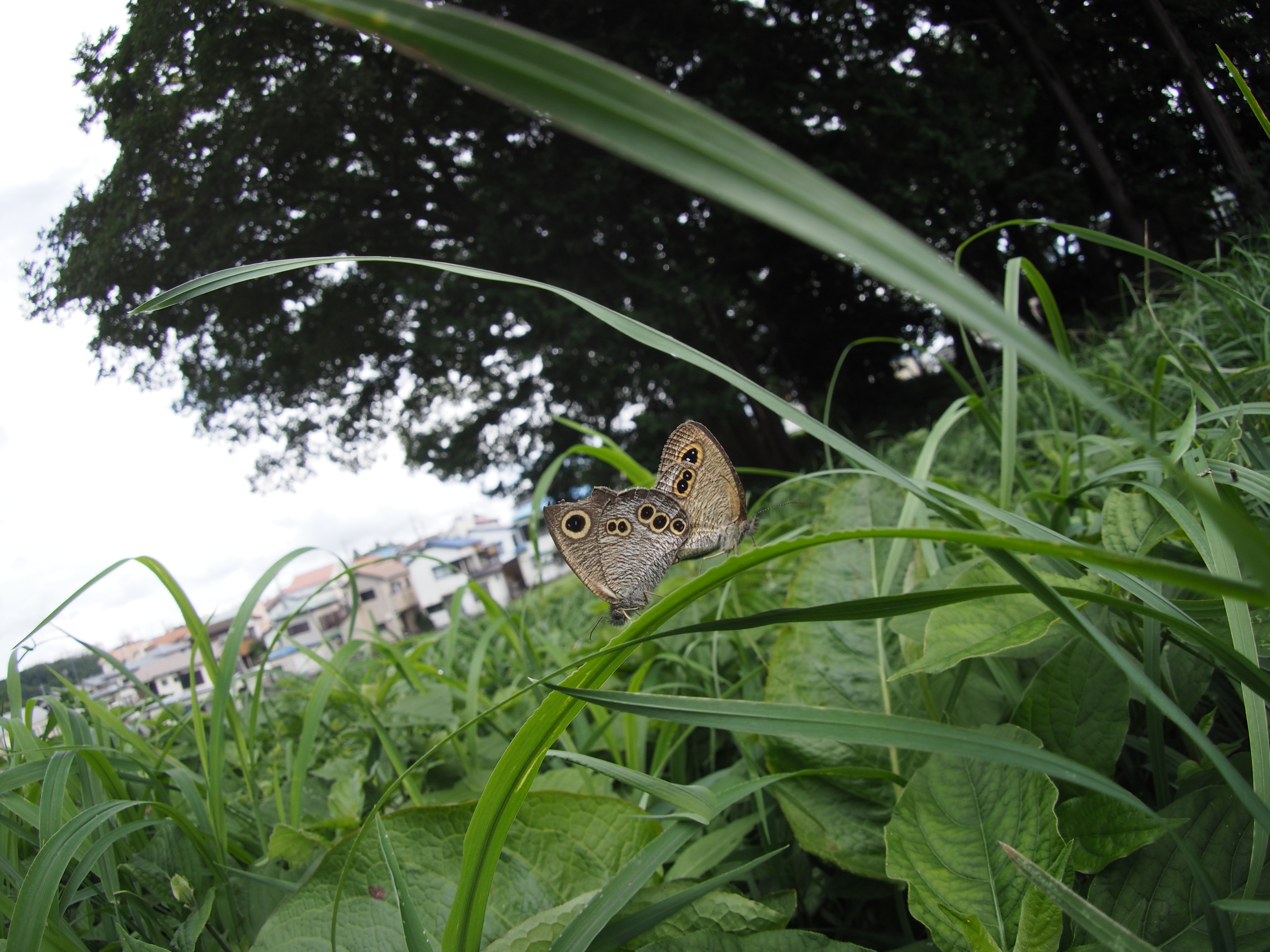 1/200秒 / F8 / ISO400 / 絞り優先AE / 9mm