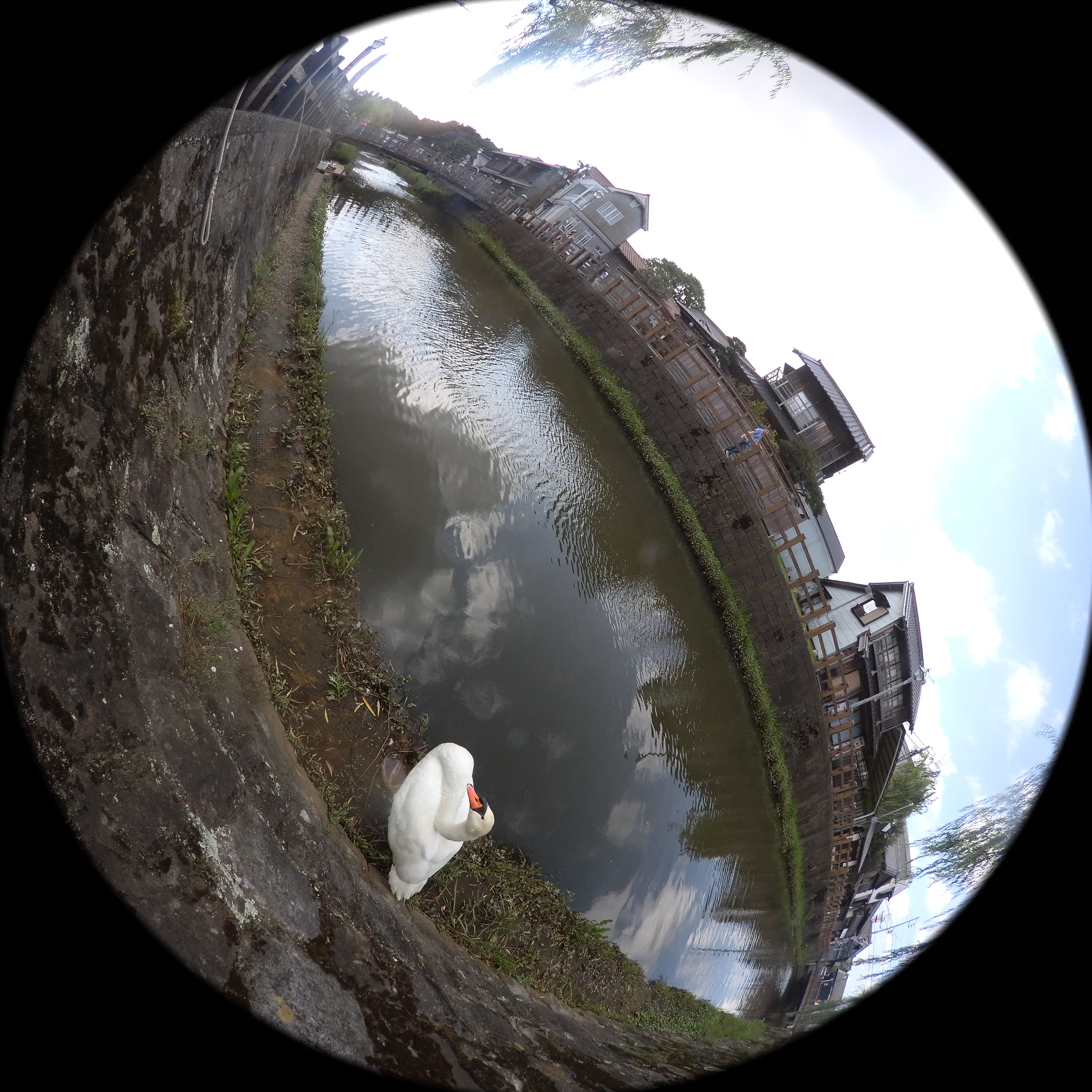 一般的な円周魚眼レンズと同様に四隅がケラレた円形の写真として表示される