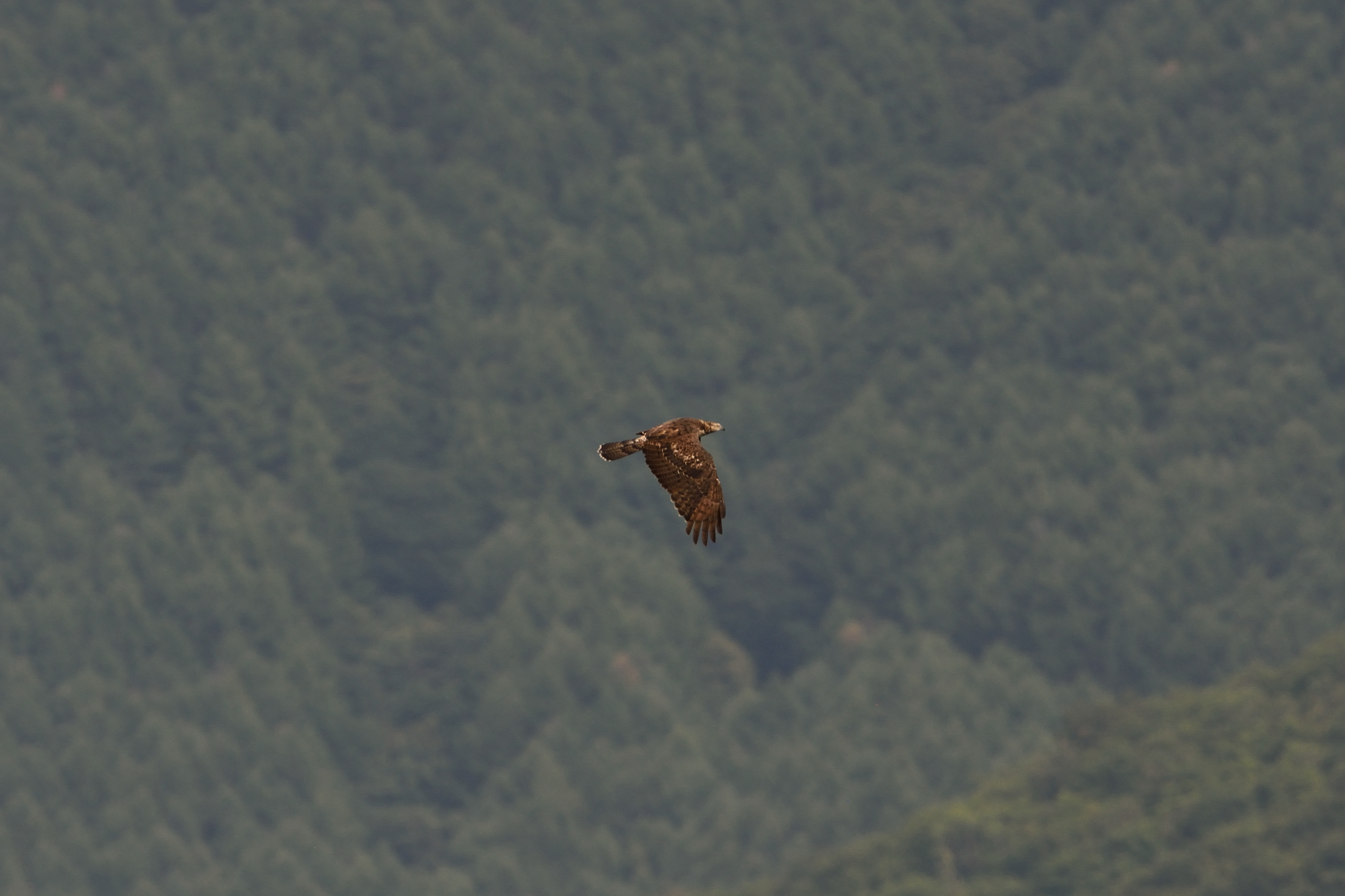 <strong class="em ">ハチクマ　メス成鳥</strong><br>メスは虹彩が黄色くキリッとした印象でカッコいい。名前の語源はハチを食べる「クマタカ」。