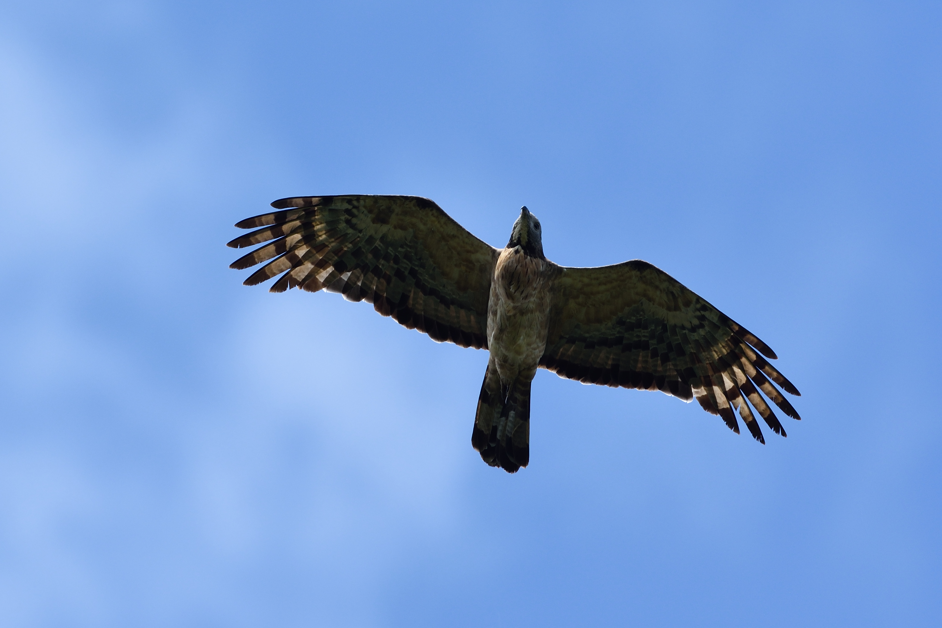 <strong class="em ">ハチクマ　オス成鳥</strong><br>色彩は中間型より少し淡いぐらいか。オスは虹彩が暗色。黒目がちでメスに比べるとカワイく感じる。被写体までの距離・高度は約50ｍと近い。羽毛の質感が写し撮れた。