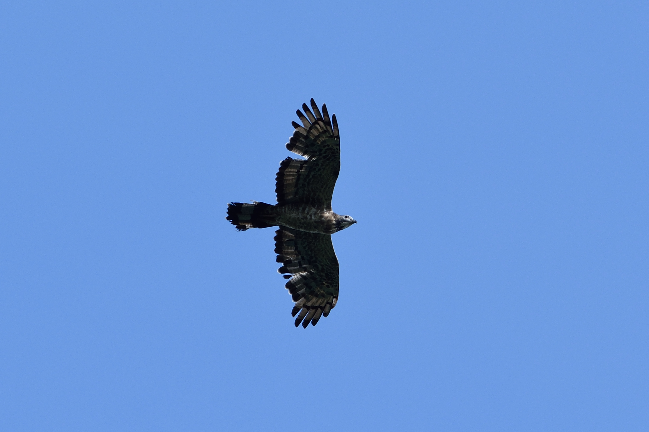 <strong class="em ">ハチクマ　オス成鳥</strong><br>成鳥は渡りの時期に羽が生え変わる。一見ボロボロだが「あれで帰れるのか？　ガンバレ！」と歓声が沸く。