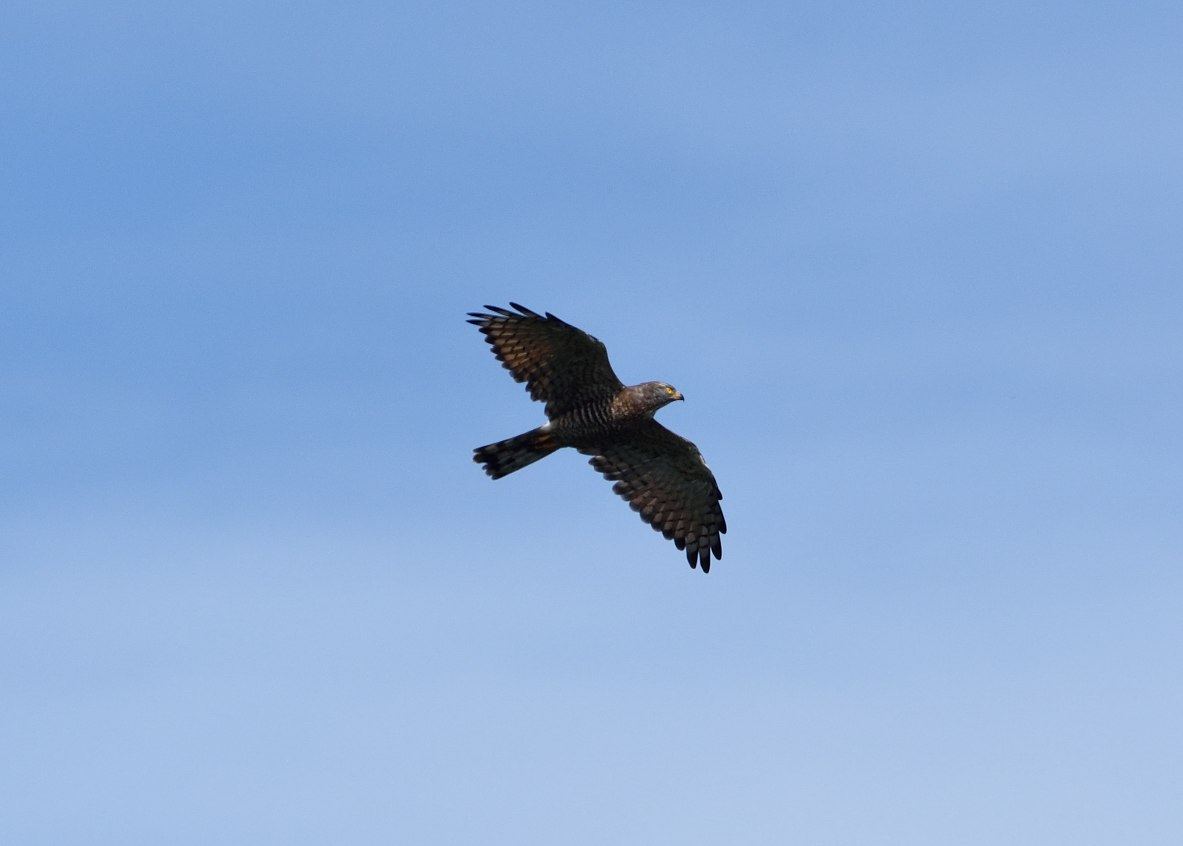 <strong class="em ">サシバ</strong><br>白樺峠では8月下旬から10月初旬のシーズンで約12,000〜13,000羽が通過する渡りの主役。カラスと同じサイズで主に食べるのはカエルとヘビ。環境の変化を受けやすくまた来年も会える約束はないので、毎年ここ白樺峠に来る理由づけの一番だ。