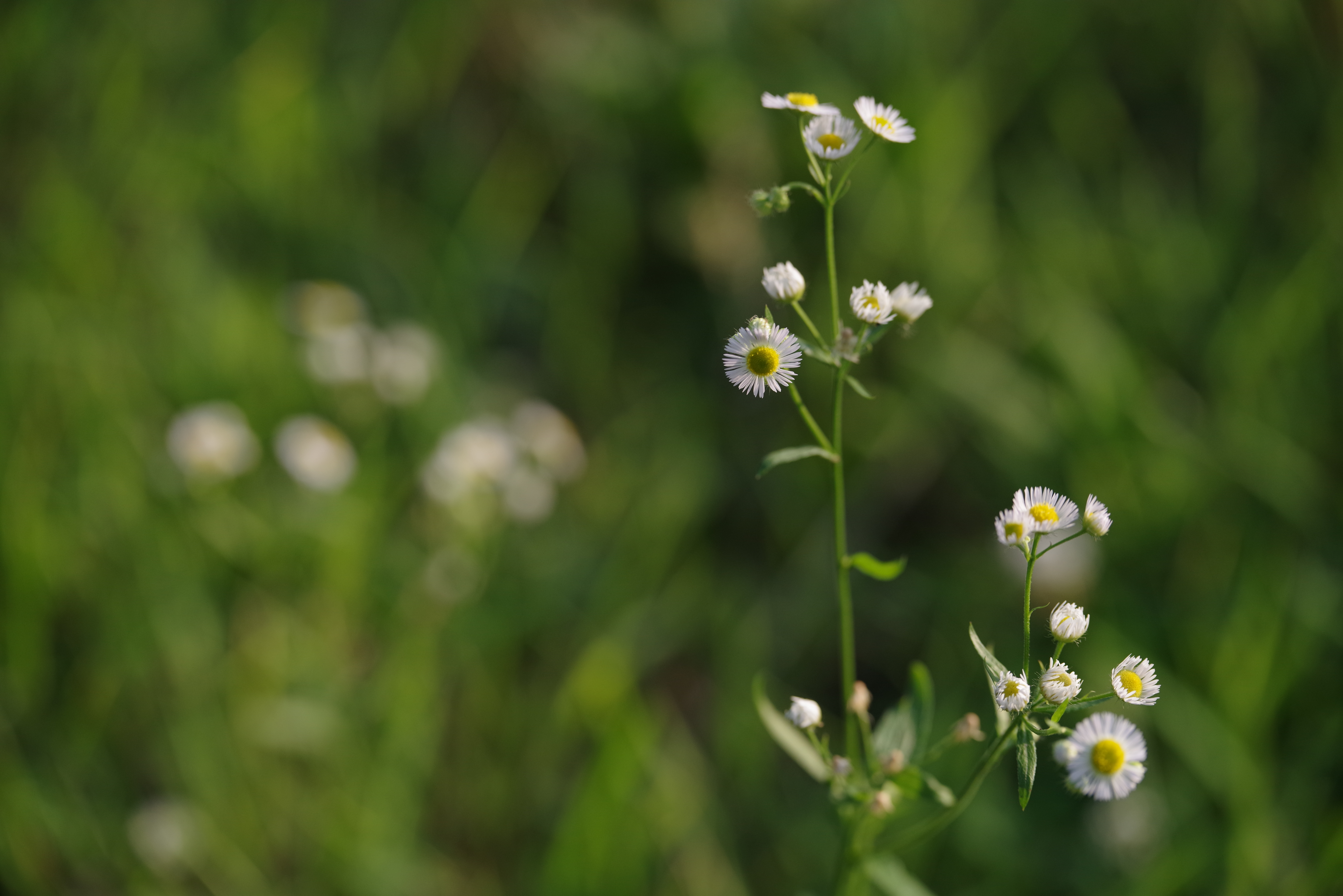 K-1 / 1/1,600秒 / F5 / -1EV / ISO500 / 絞り優先AE / 200mm