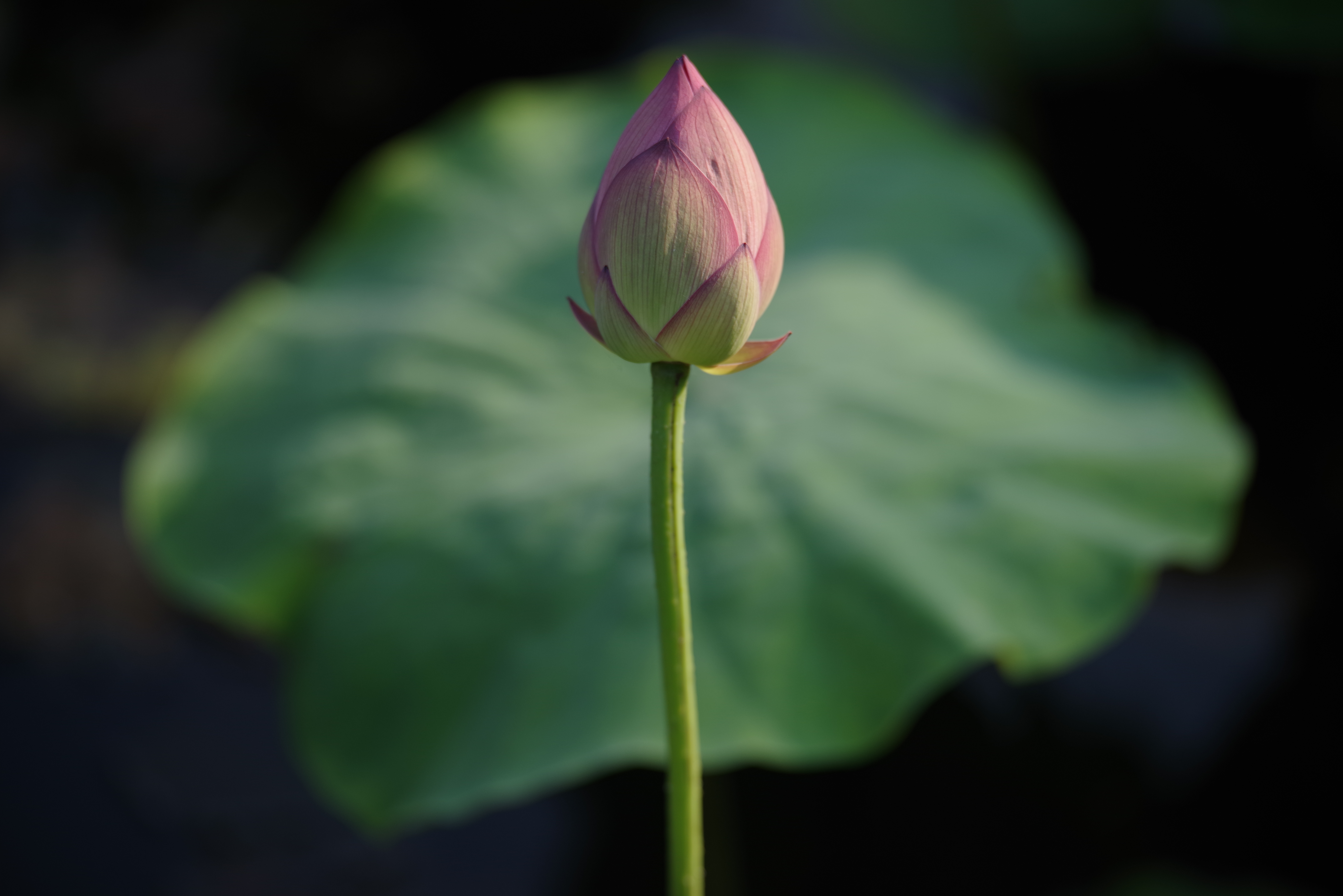 K-1 / 1/1,000秒 / F3.5 / -1EV / ISO200 / 絞り優先AE / 200mm