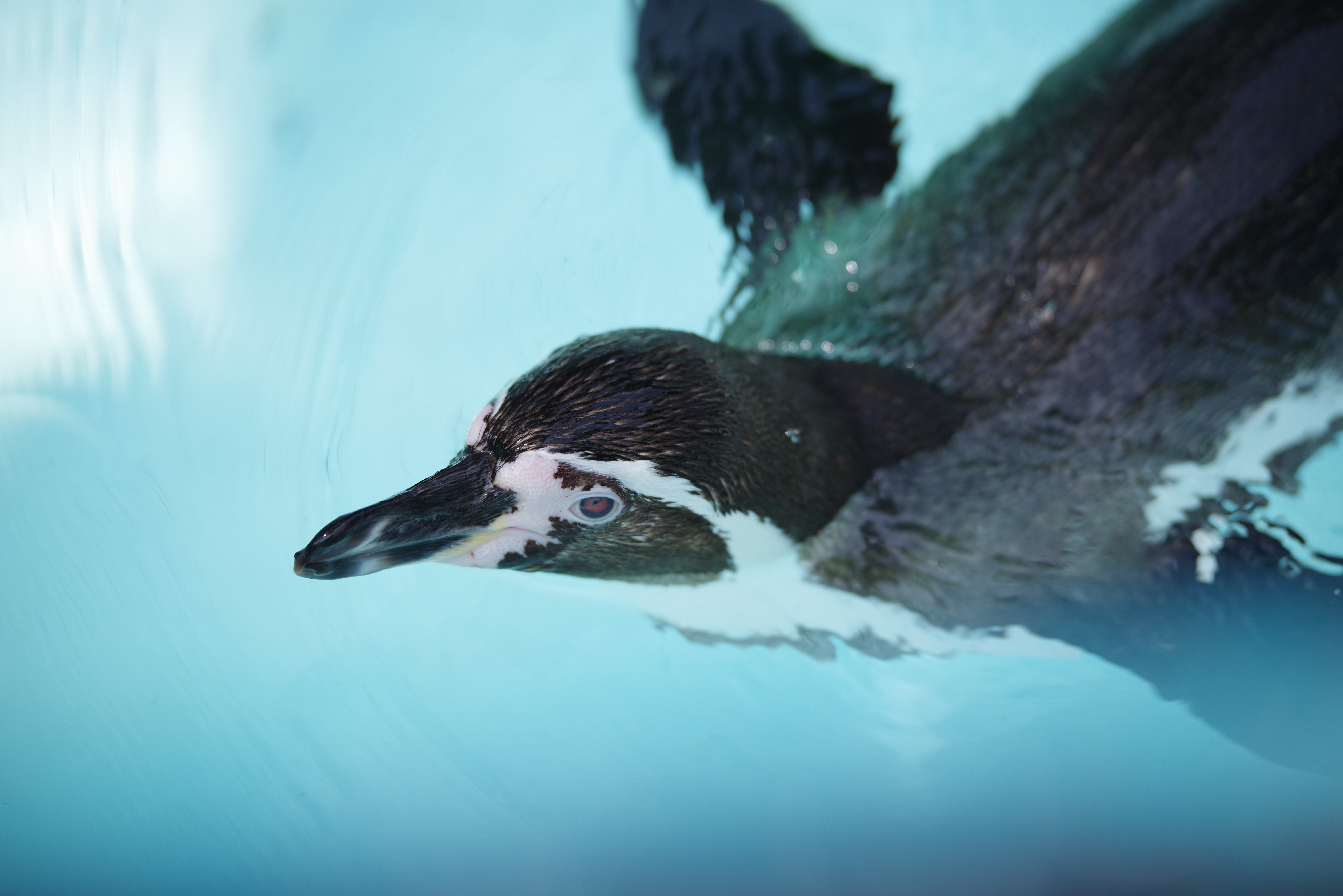 K-1 / 1/1,000秒 / F2.8 / +1EV / ISO200 / 絞り優先AE / 200mm