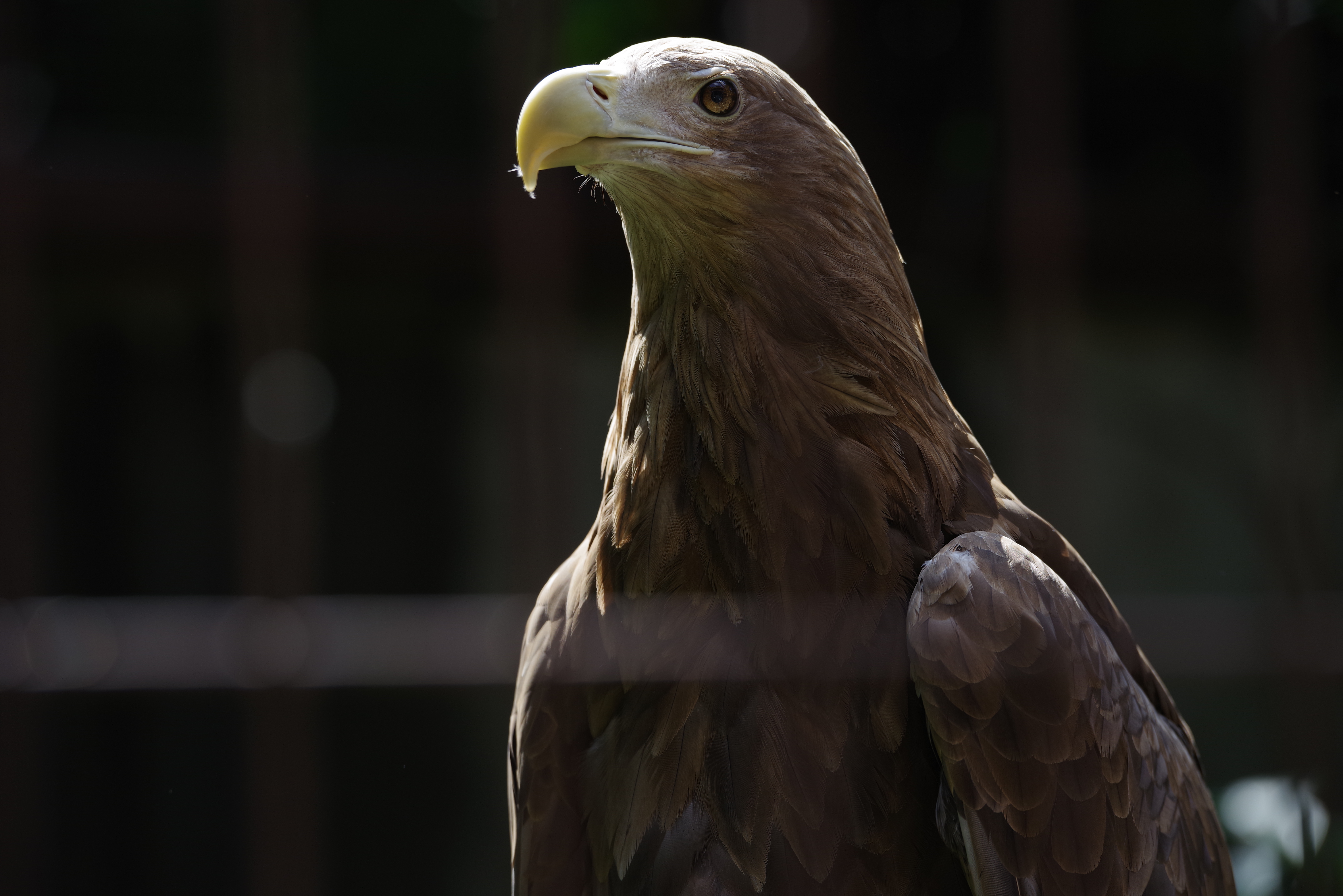 K-1 / 1/250秒 / F5.6 / -2.3EV / ISO200 / 絞り優先AE / 200mm