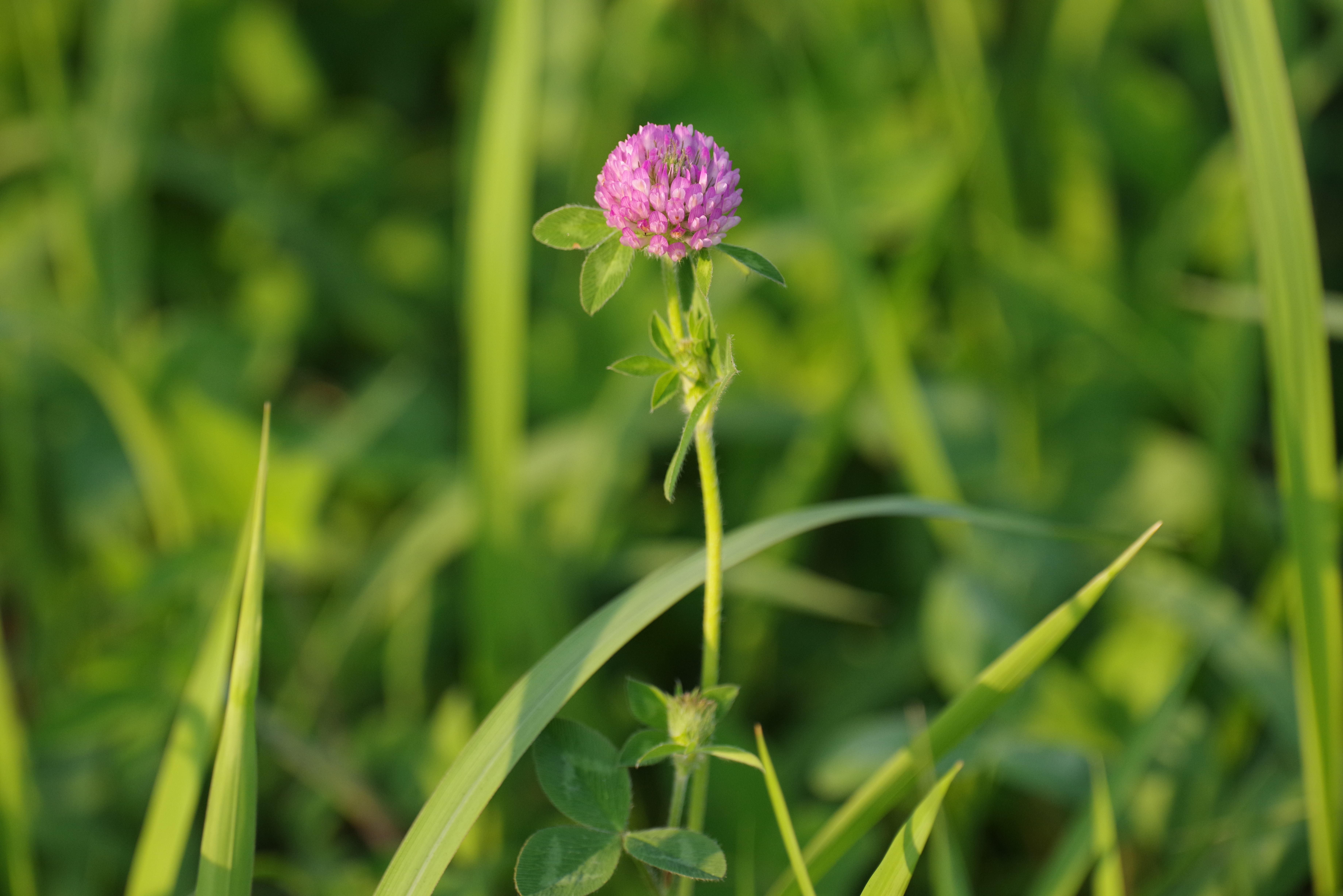 K-1 / 1/1,000秒 / F5.6 / 0EV / ISO1000 / プログラム / 450mm