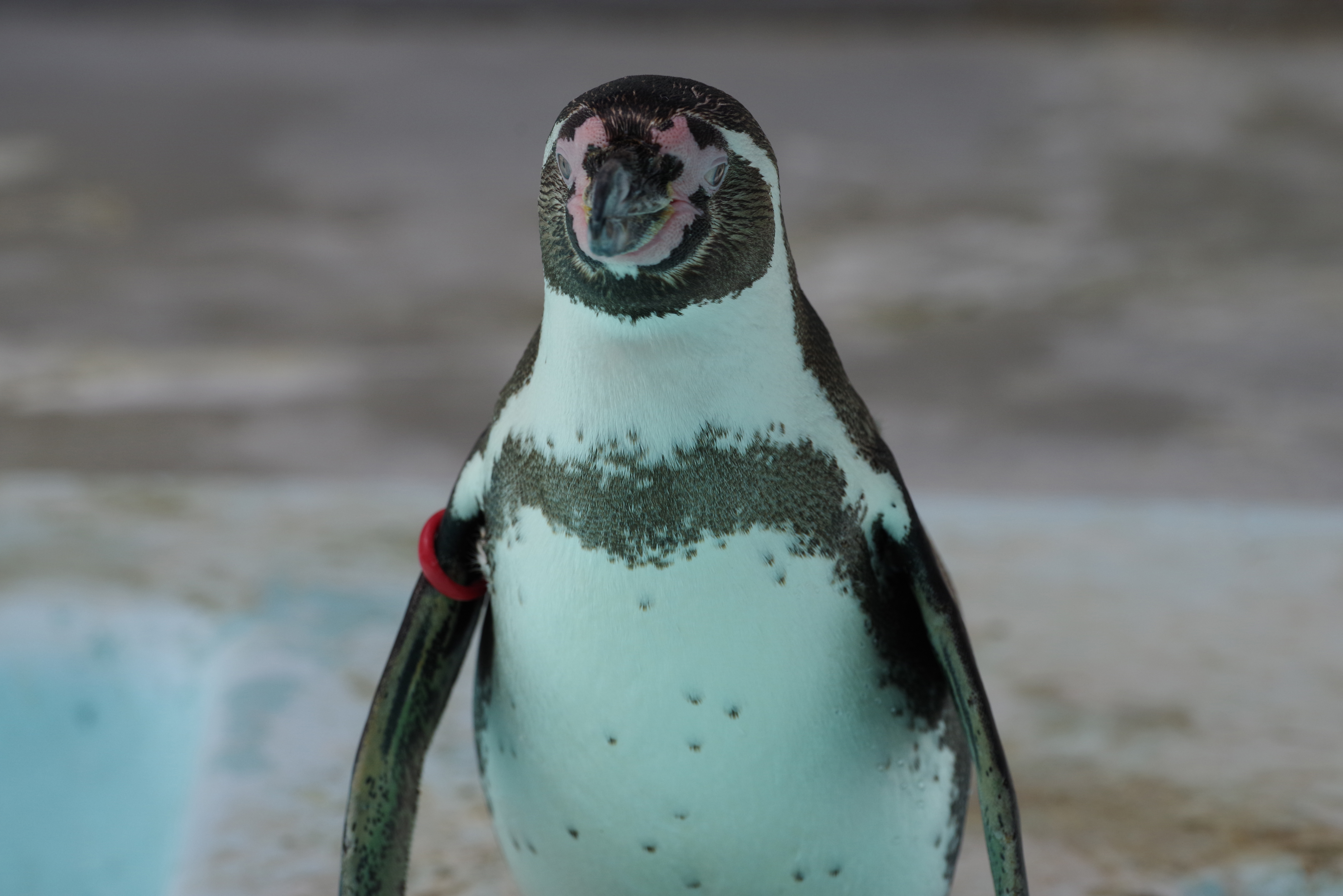 K-1 / 1/1,000秒 / F6.3 / +0.3EV / ISO640 / 絞り優先AE / 360mm / 撮影協力：<a href="http://www.hama-midorinokyokai.or.jp/zoo/nogeyama/" class="n" target="_blank">野毛山動物園</a>