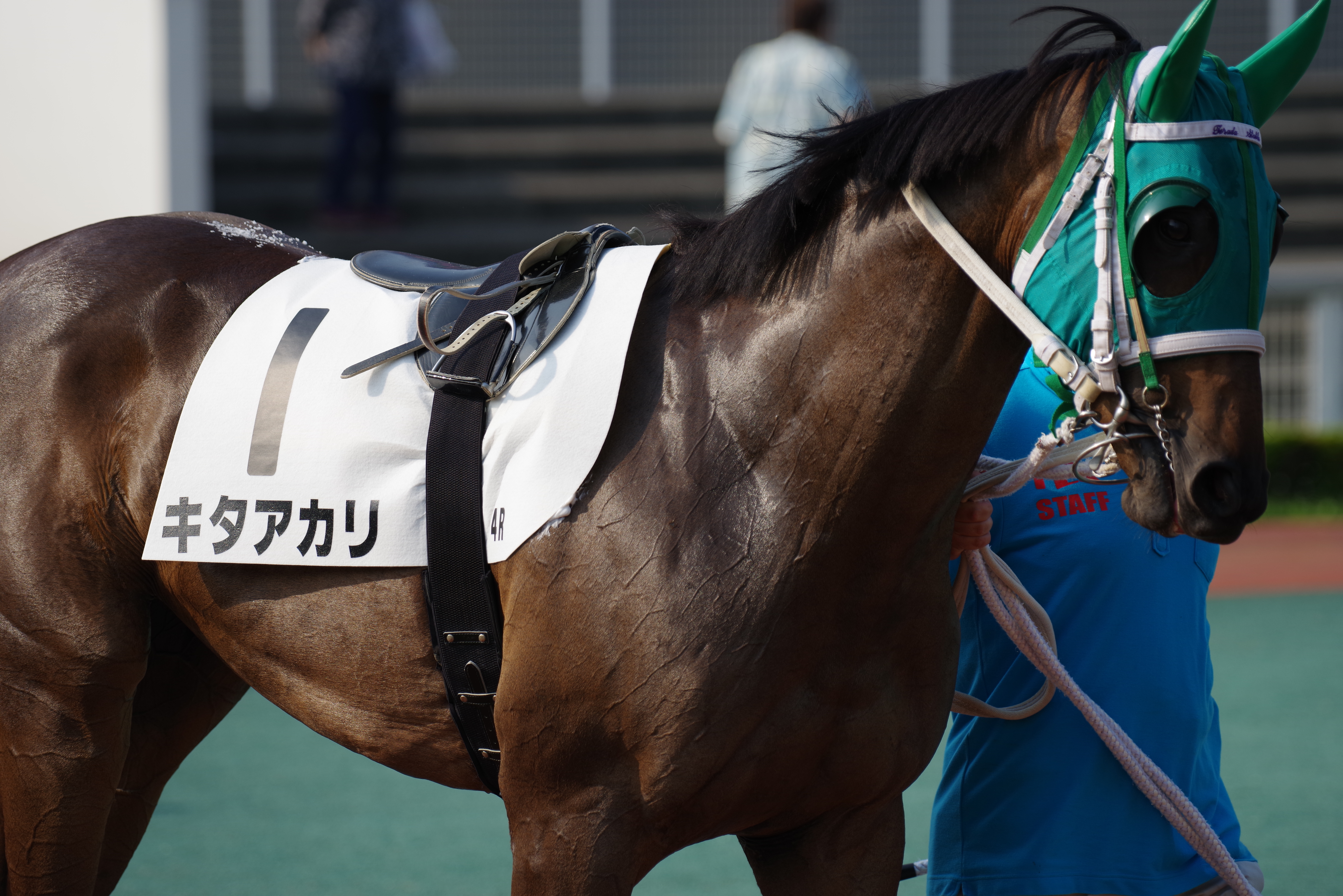 K-1 / 1/1,000秒 / F4.5 / -0.7EV / ISO200 / 絞り優先AE / 250mm / 撮影協力：<a href="http://www.tokyocitykeiba.com/" class="n" target="_blank">大井競馬場（東京シティ競馬）</a>