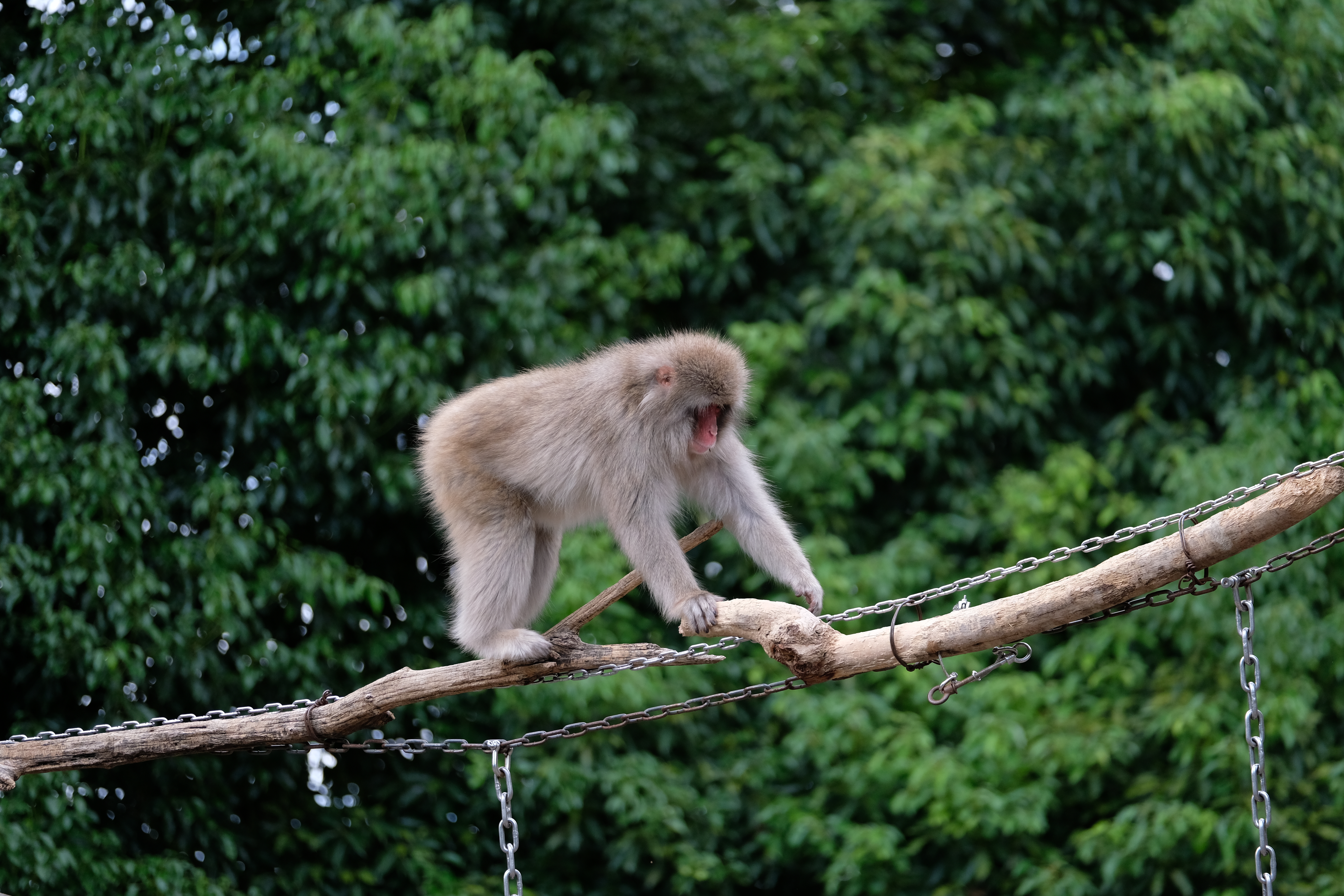 XF50-140mm F2.8 R LM OIS WR / 140mm（210mm相当） / F2.8 / 1/750秒 / -0.3EV / ISO400 / フィルムシミュレーション：PROVIA
