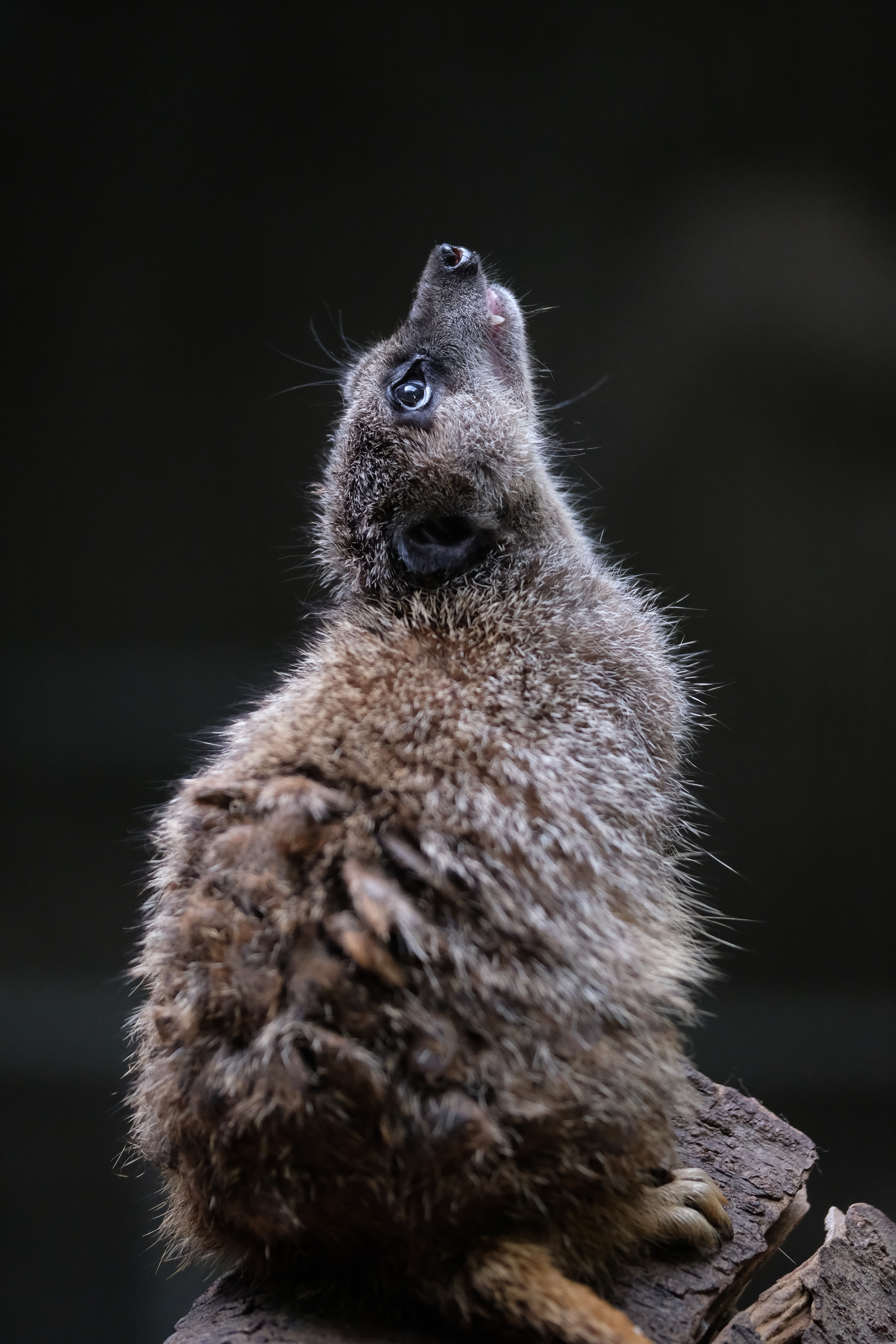 XF50-140mm F2.8 R LM OIS WR / 140mm（210mm相当） / F2.8 / 1/350秒 / -1EV / ISO3200 / フィルムシミュレーション：PROVIA