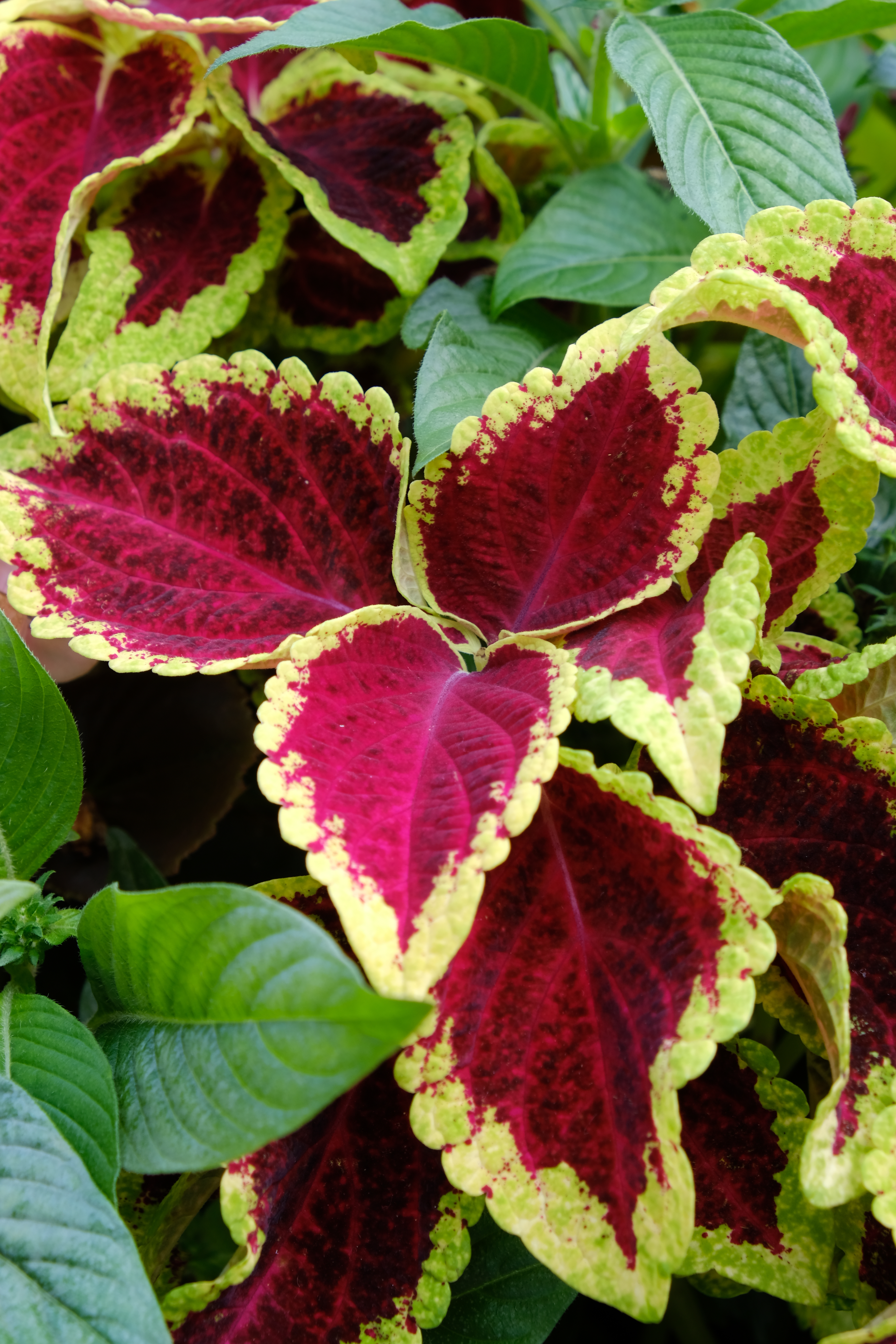 XF18-55mm F2.8-4 R LM OIS / 55mm（83mm相当） / F8 / 1/42秒 / ±0EV / ISO200 / フィルムシミュレーション：ASTIA