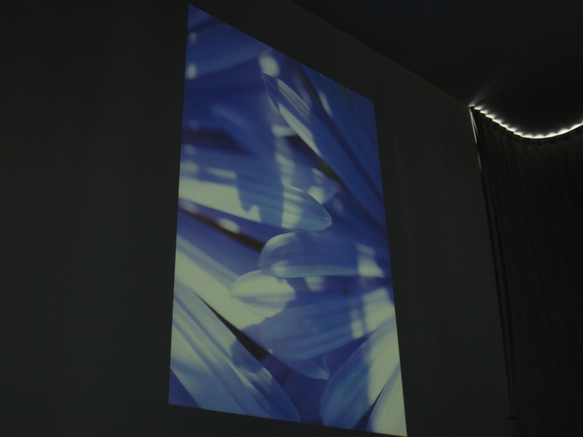 晴天時に花弁を撮影した作例。花弁に強い影が落ちている。