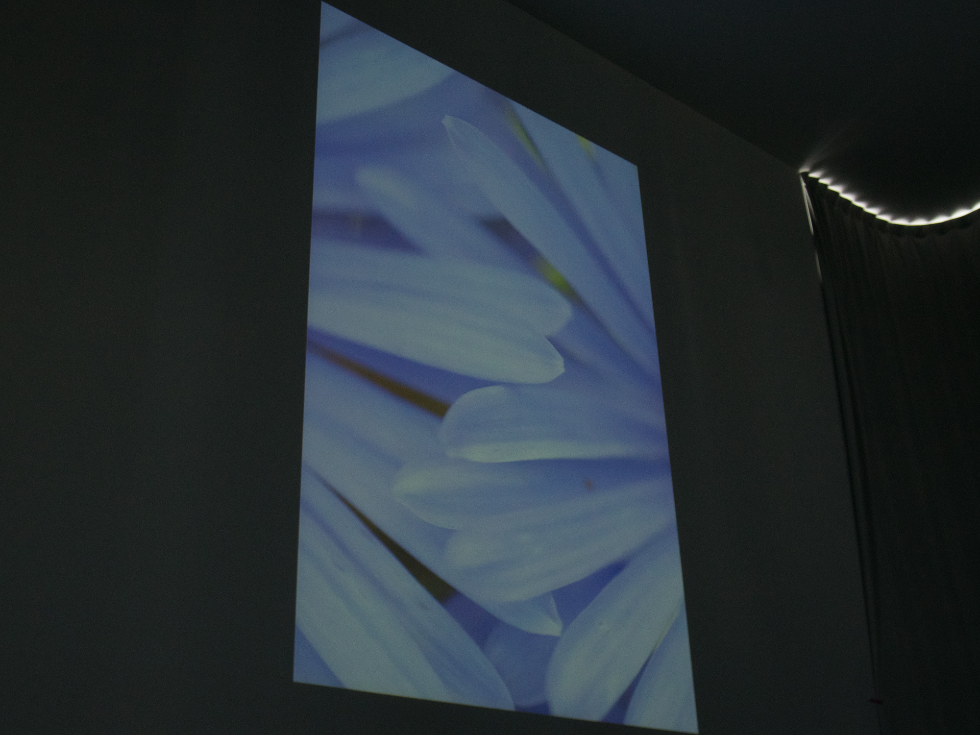 曇天時に撮った例。曇りの方が優しい色になることから、斎藤氏は「天気が悪いときほど花を撮るのに適している」と話す。