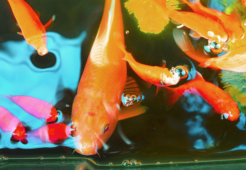 《調整内容》アートフィルター:ポップアート2 / トリミング適用 / 池の中を焼き込み / バッチツールでゴミ消し