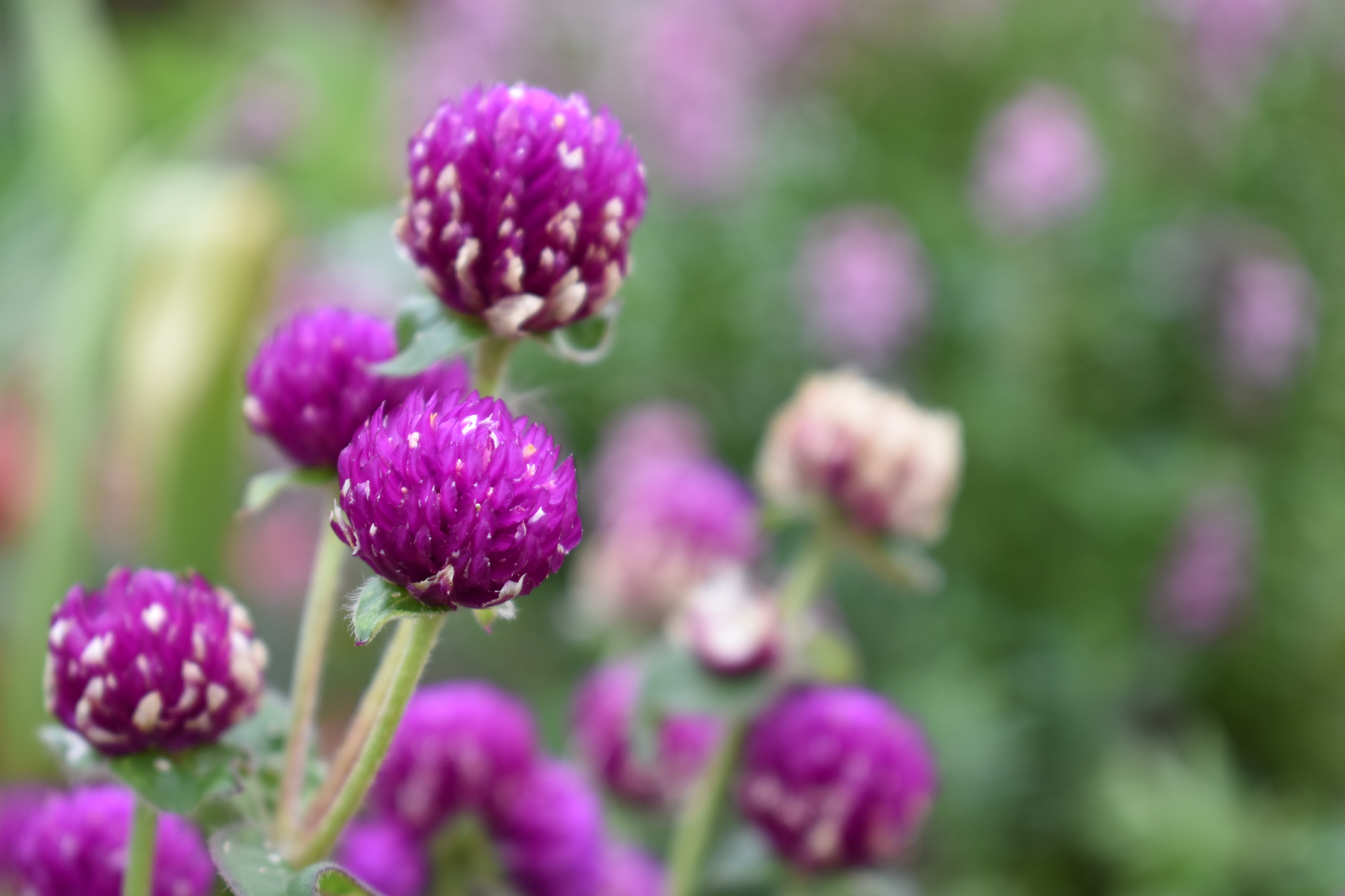 AF-P DX NIKKOR 18-55mm f/3.5-5.6G VR / 1/250秒 / F5.6 / ISO500 / +0.33EV / 絞り優先 AE / 55mm