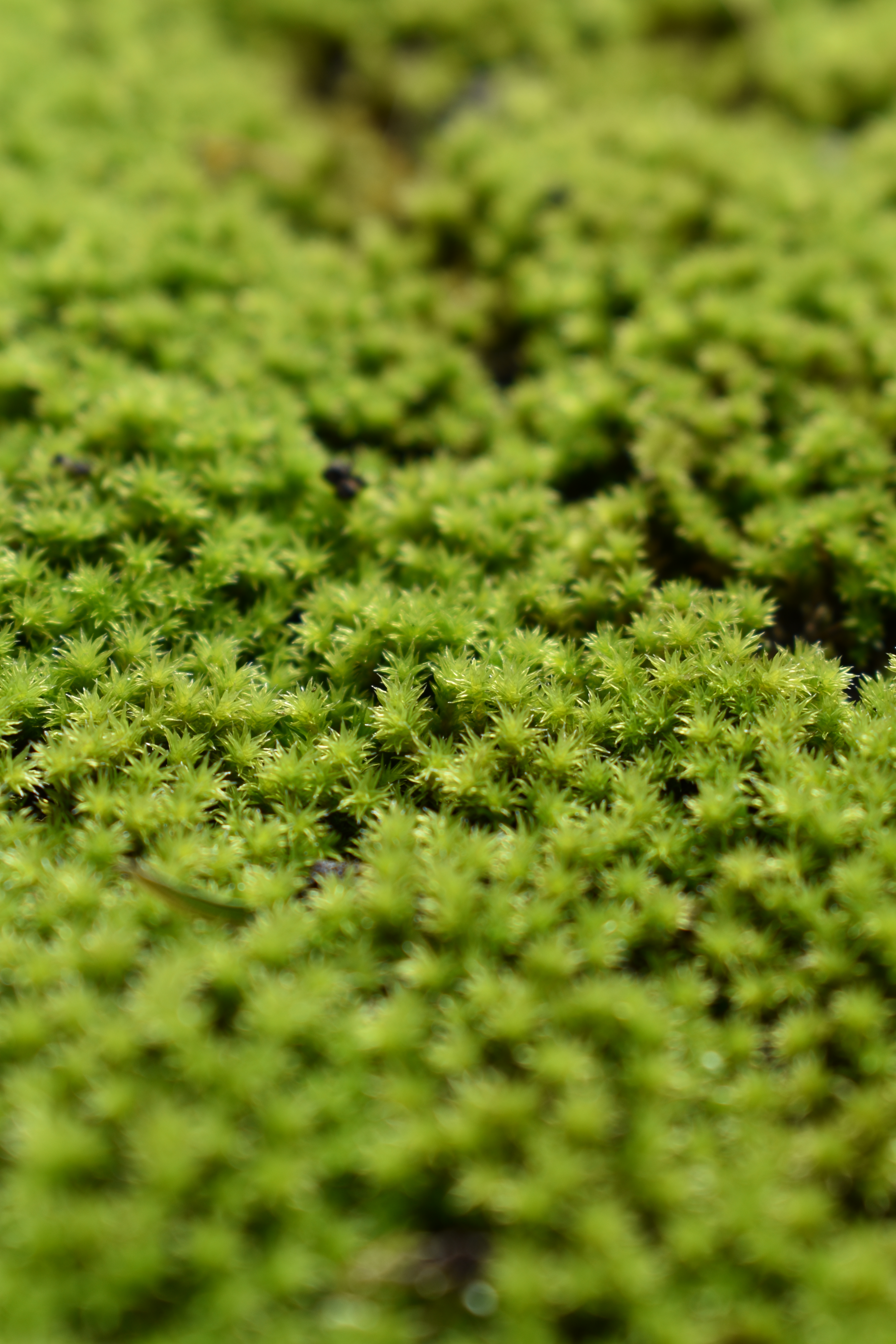 AF-P DX NIKKOR 18-55mm f/3.5-5.6G VR / 1/100秒 / F8 / ISO100 / +0.33EV / 絞り優先 AE / 55mm