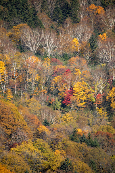 EOS 5D Mark IV / SIGMA 150-600mm F5-6.3 DG OS HSM | Contemporary / 1/320秒 / F6.3 / -0.3EV / ISO100 / 絞り優先AE / 600mm