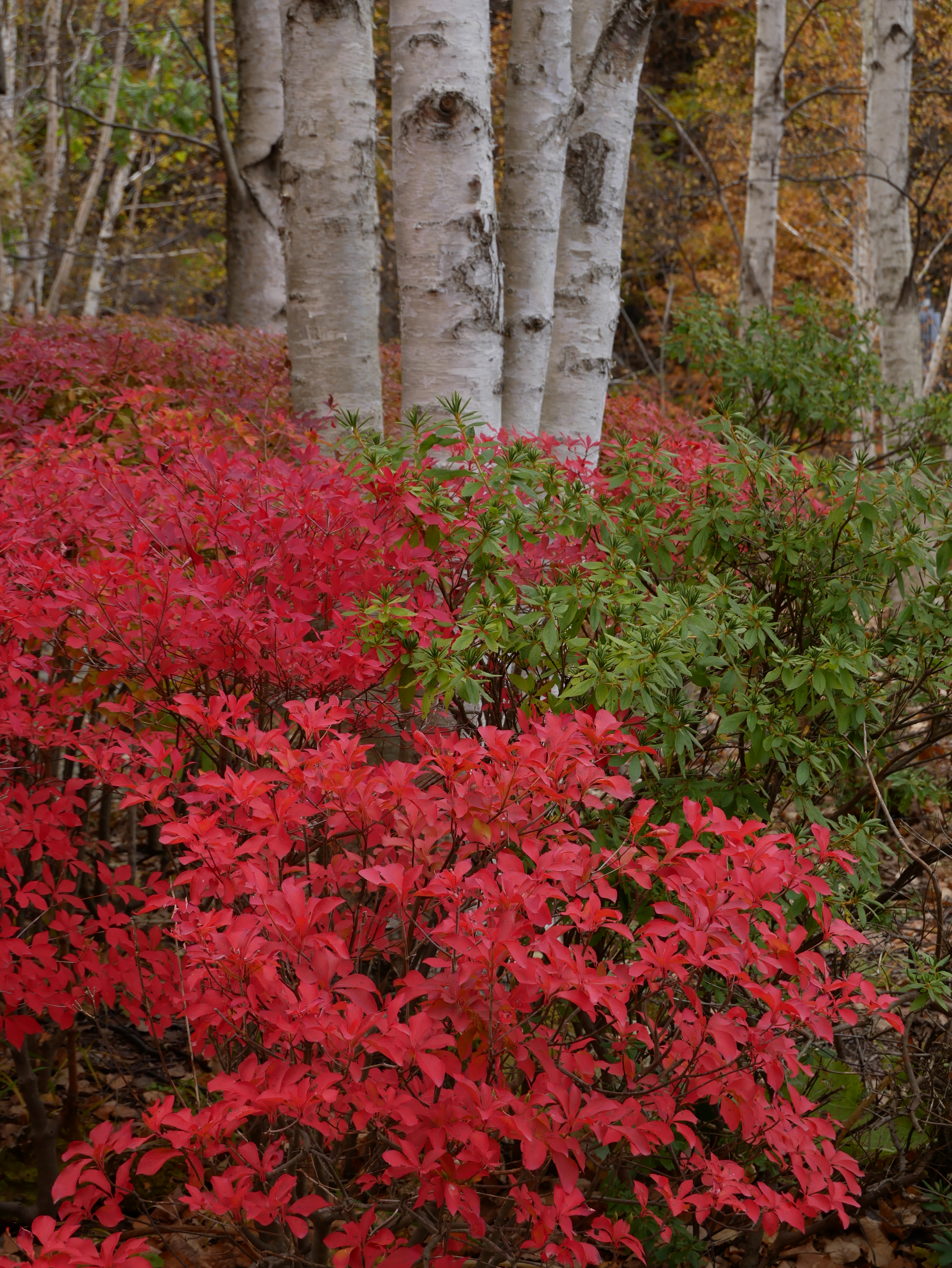 DMC-G8 / LUMIX G VARIO 12-60mm / F3.5-5.6 ASPH. / POWER O.I.S. / 1/40秒 / F8 / -1EV / ISO200 / 絞り優先AE / 35mm