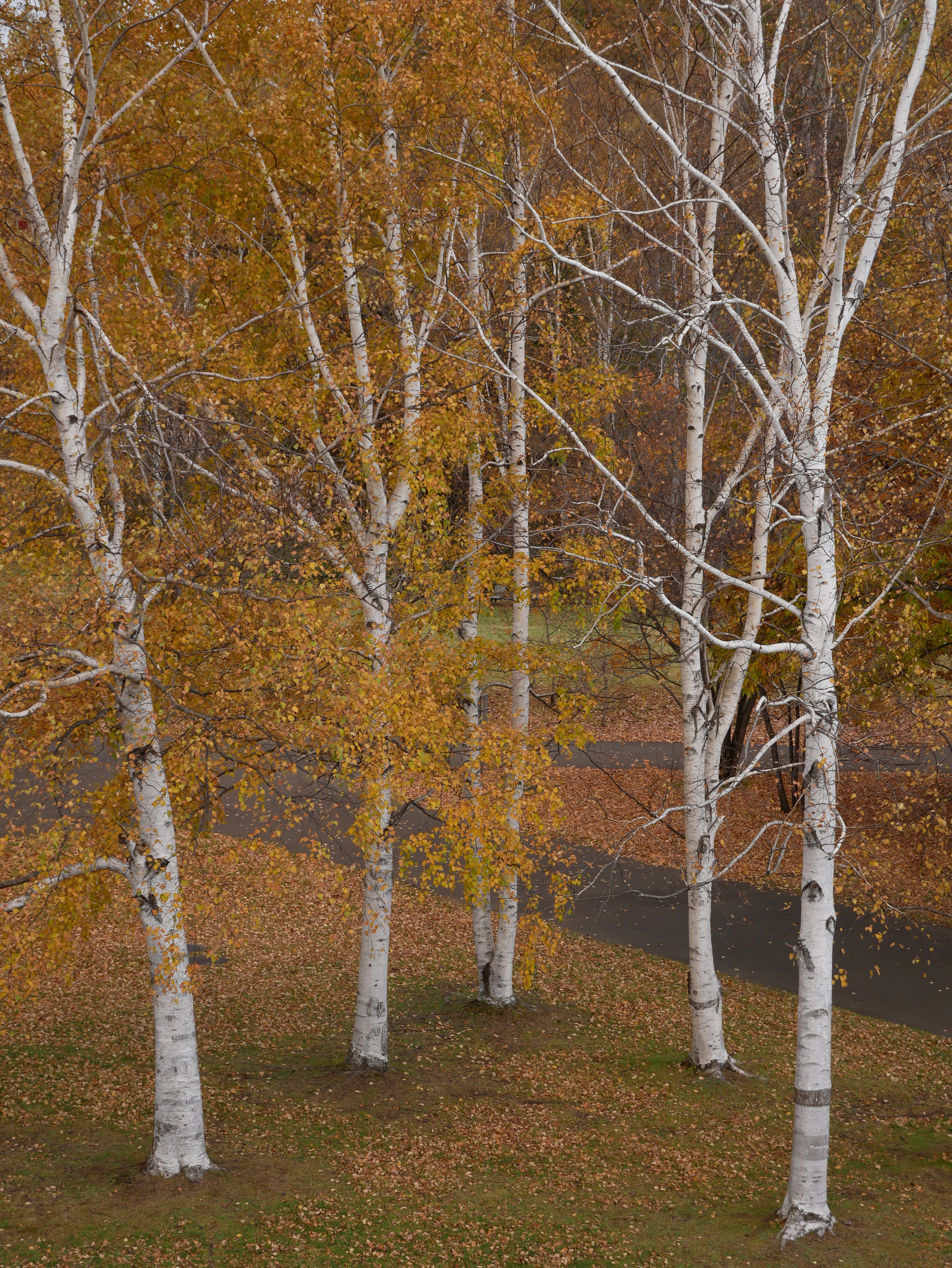 DMC-G8 / LUMIX G VARIO 12-60mm / F3.5-5.6 ASPH. / POWER O.I.S. / 1/25秒 / F8 / -0.7EV / ISO200 / 絞り優先AE / 38mm