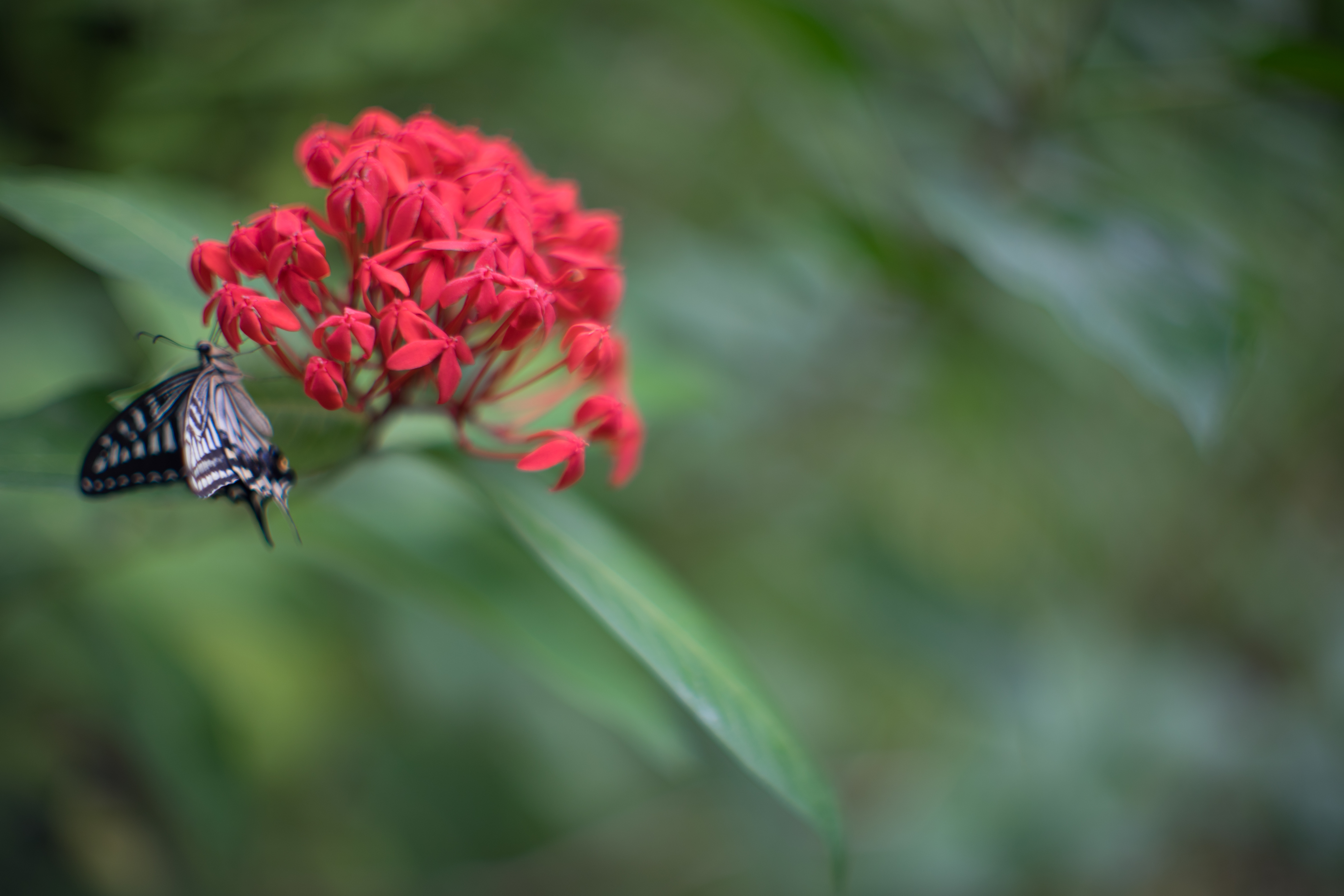 α7 II / FL 58mm F1.2 / 1/500秒 / F1.2 / 0EV / ISO100 / WB:オート
