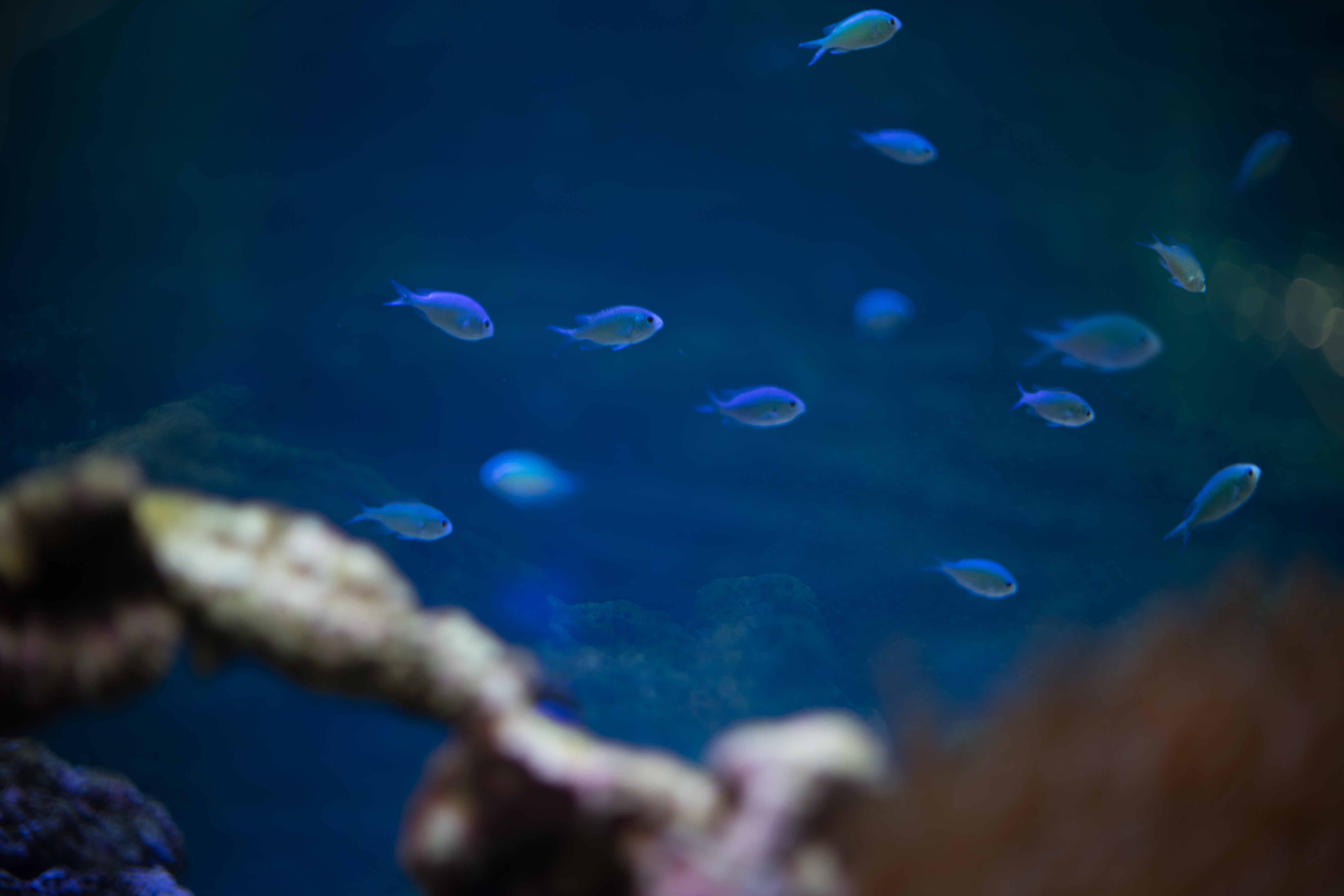 α7 II / FL 58mm F1.2 / 1/80秒 / F1.2 / -0.7EV / ISO100 / WB:オート