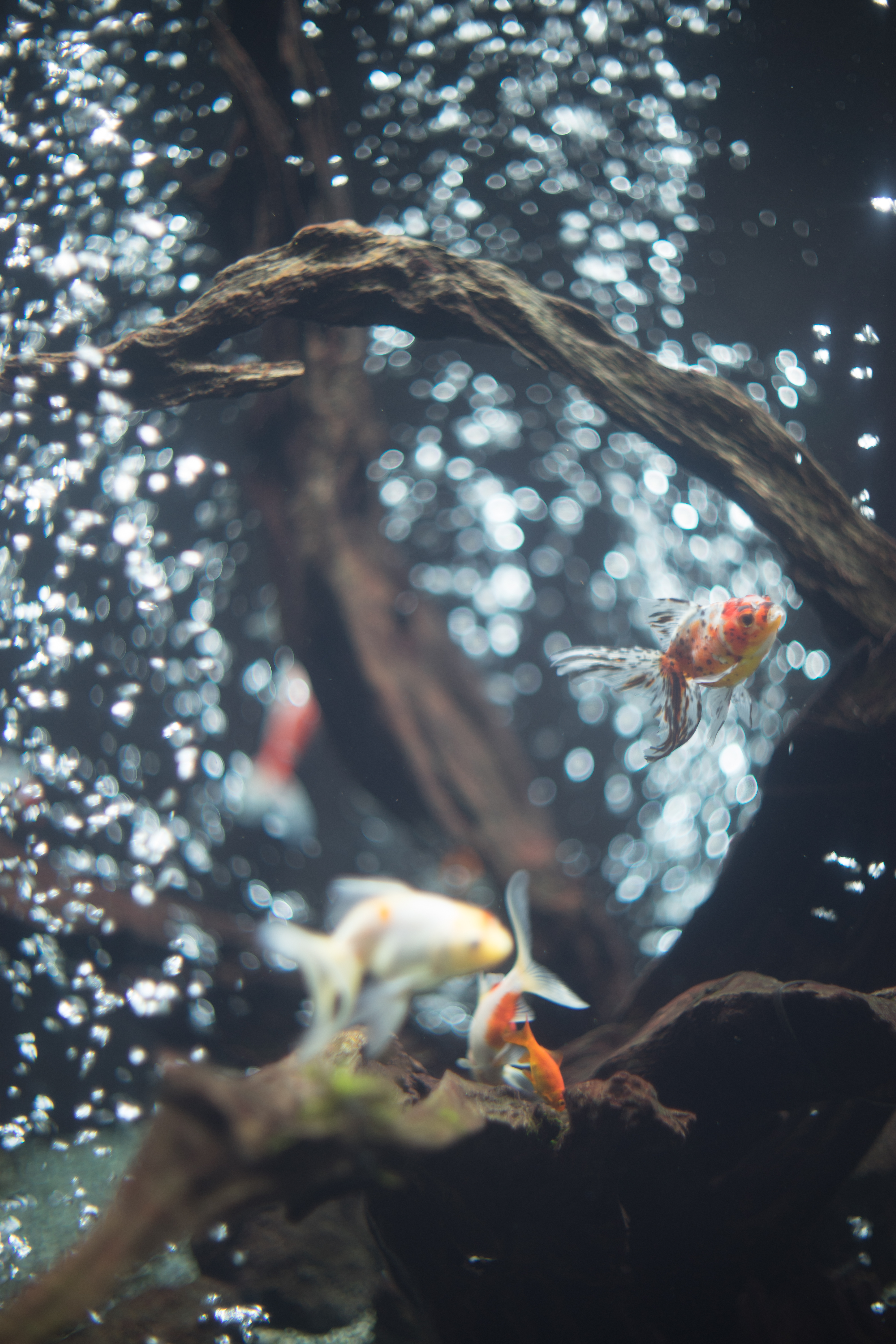 α7 II / FL 58mm F1.2 / 1/100秒 / F1.2 / ±0EV / ISO100 / WB:オート