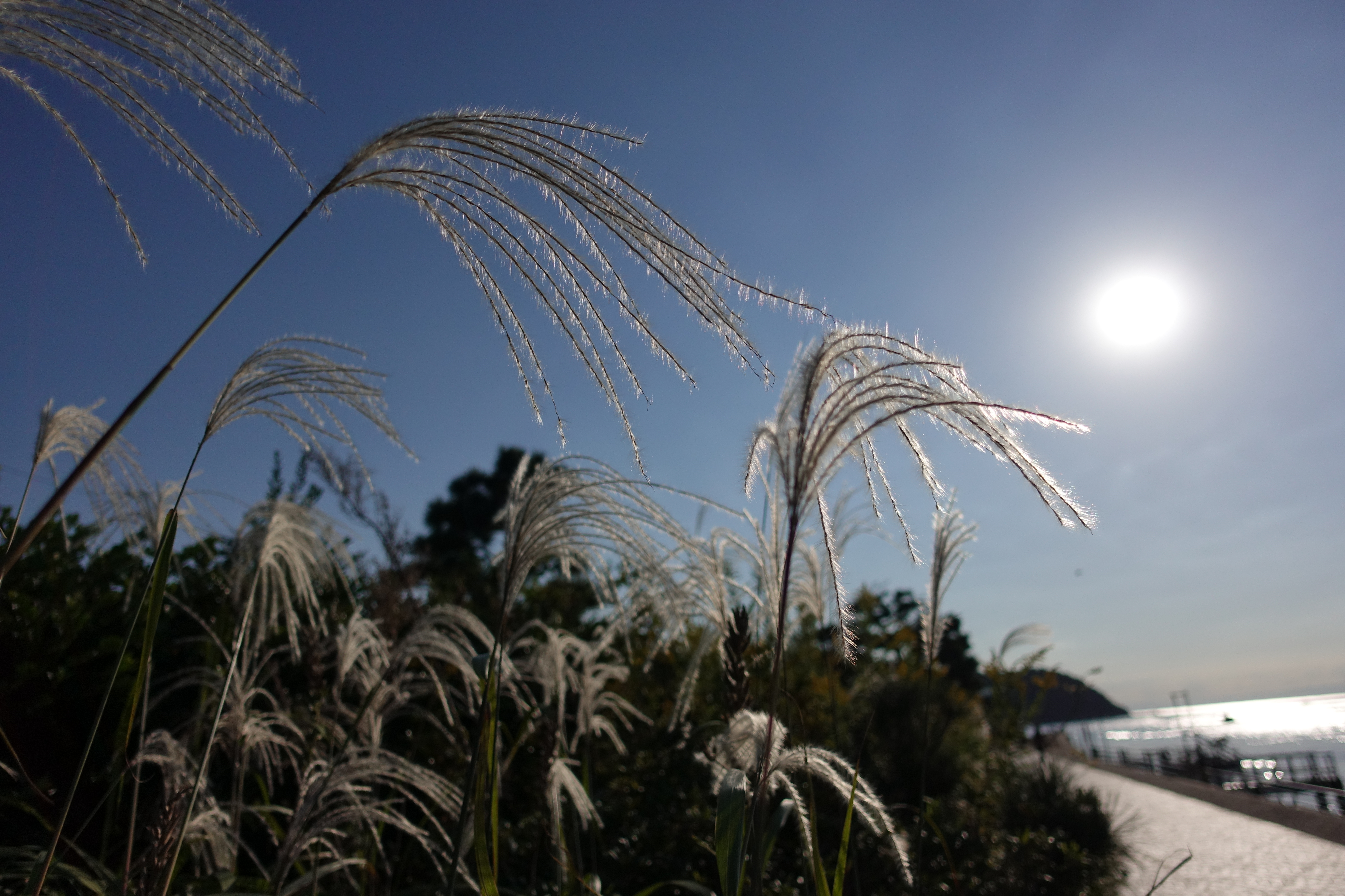 1/32,000秒 / F1.8 / 0EV / ISO125 / マニュアル / 8.8mm