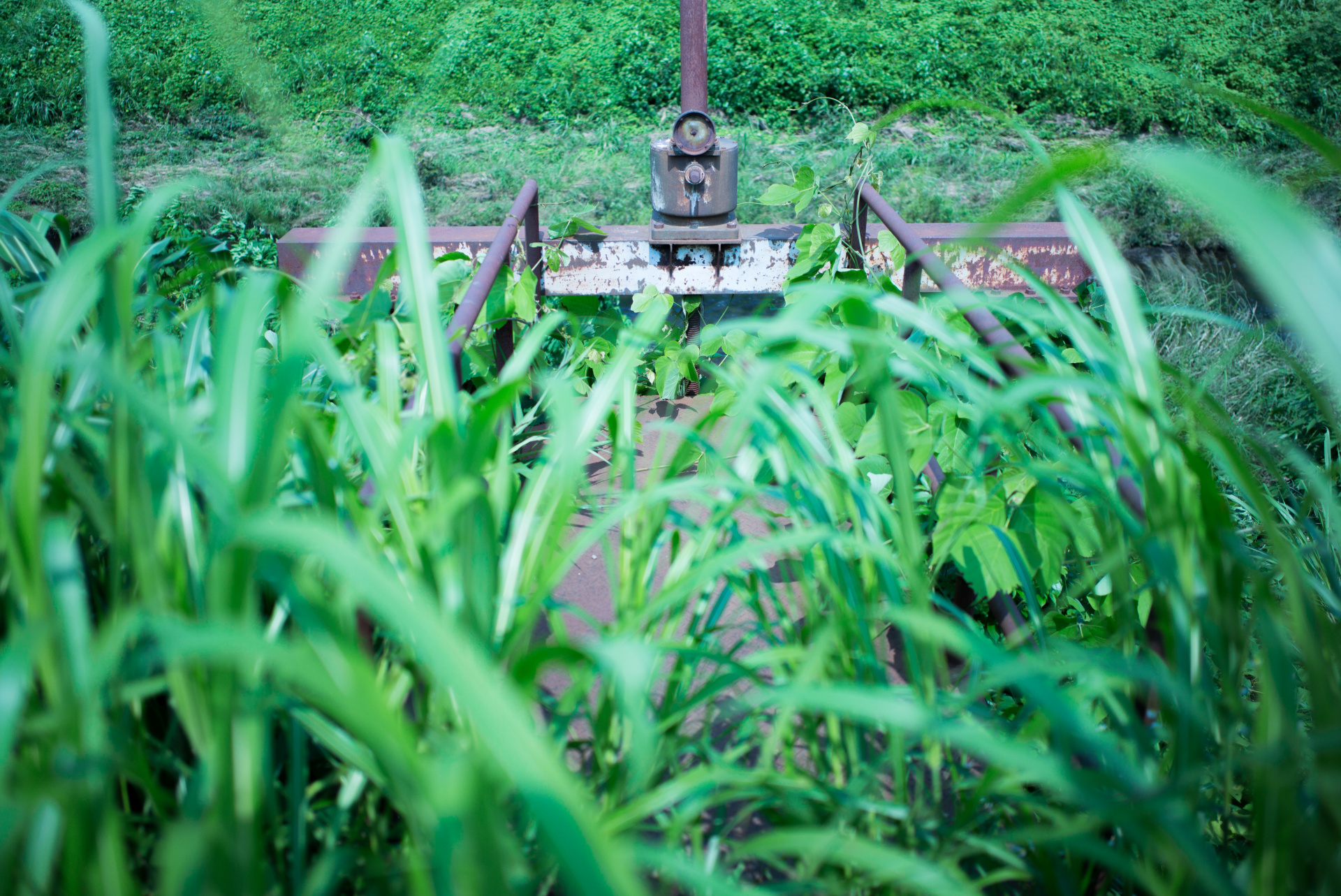 28mmの広角といえども絞り開放で撮影するとそれなりにボケの演出が可能だ。LEICA M（Typ240）/ ISO200 / F2 / 1/4,000秒 / WB:3,000K