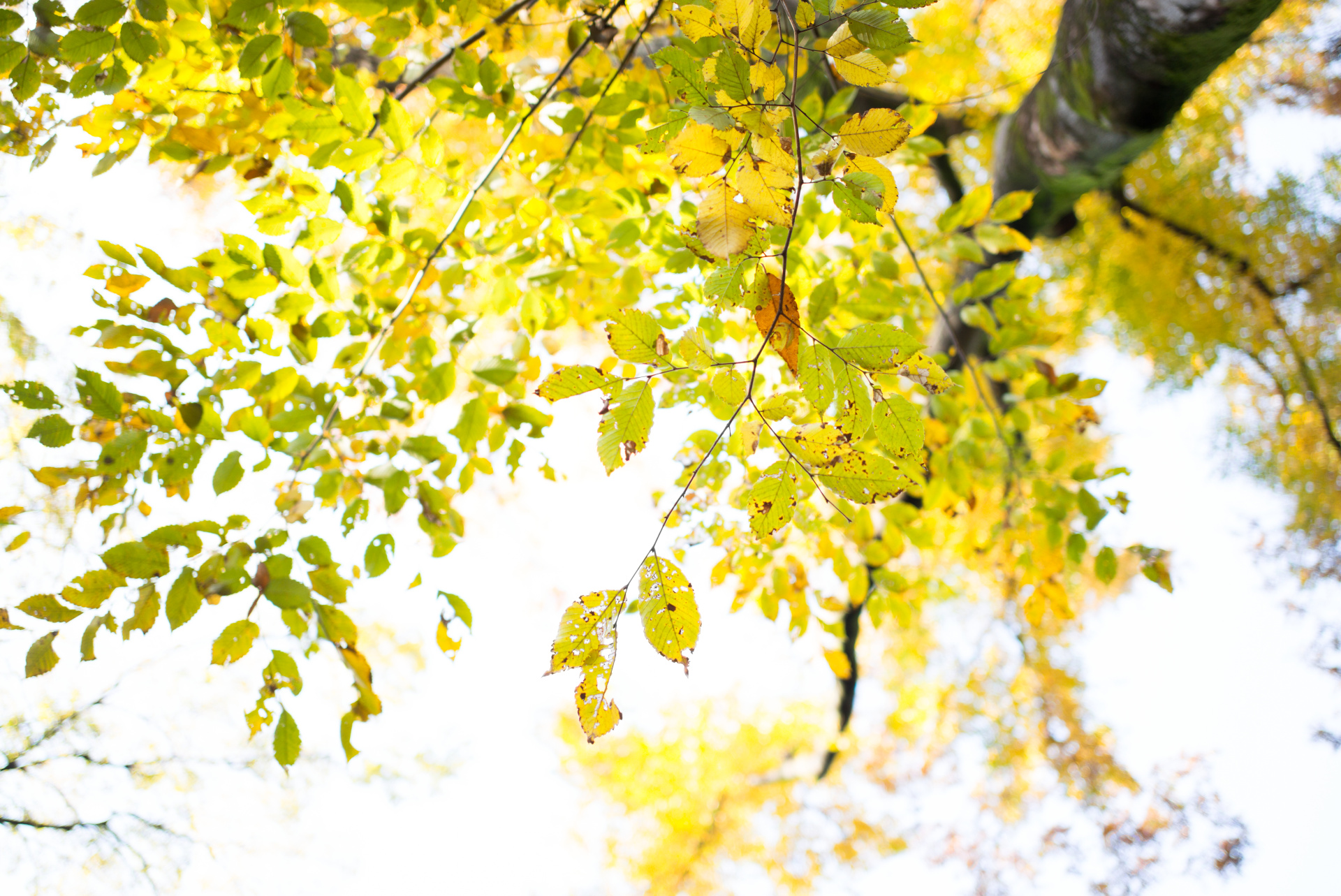 絞り開放で撮影。ハイキー気味にしたときのアウトフォーカス像の残り方はまるで中望遠レンズのような甘美さ。LEICA M（Typ240）/ ISO200 / F2 / 1/180秒 / WB:オート