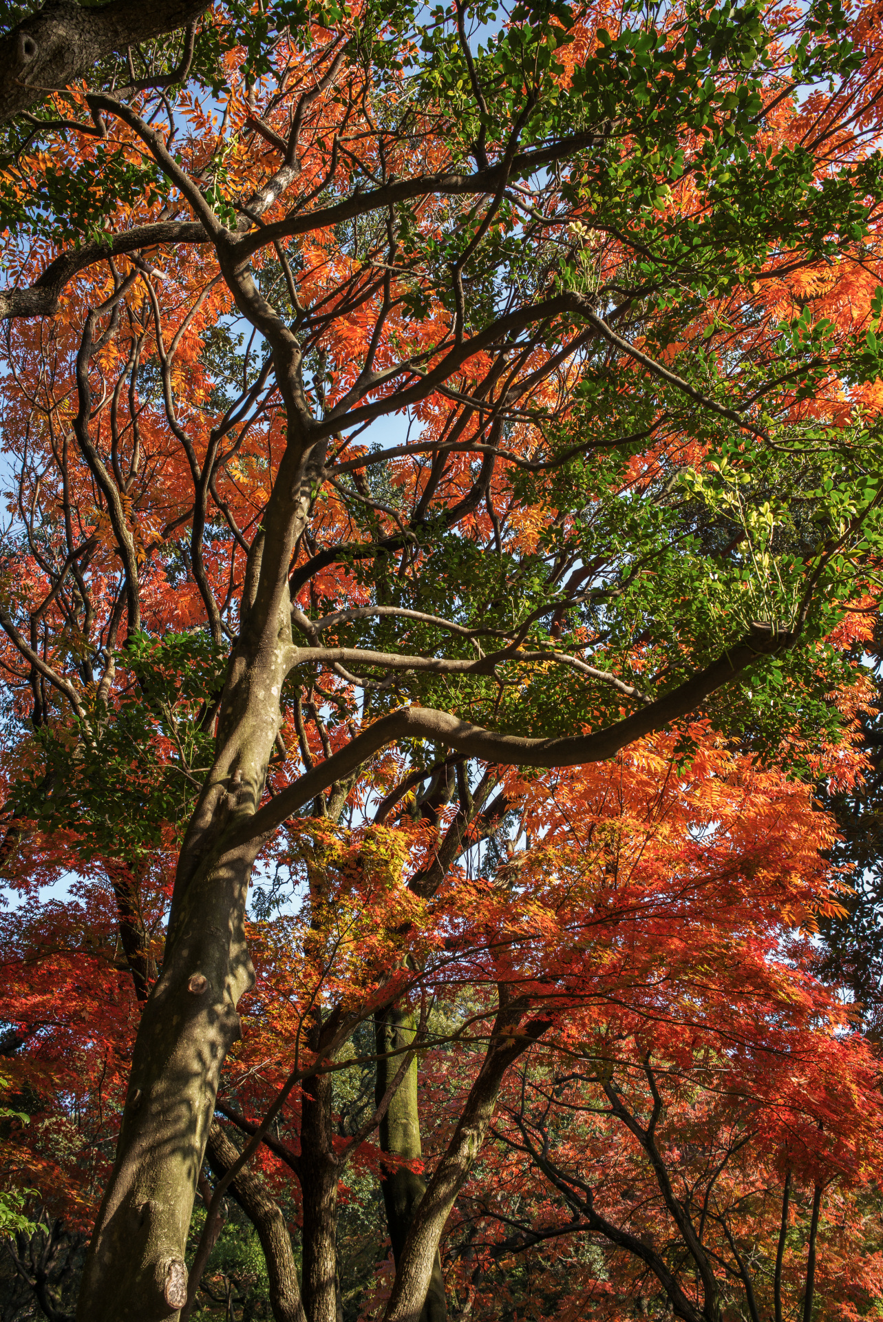 フィルター径わずか46mmのすごく小さなレンズなのに、ここまで解像力があるのは痛快。LEICA M（Typ240）/ ISO200 / F8 / 1/45秒 / WB:オート