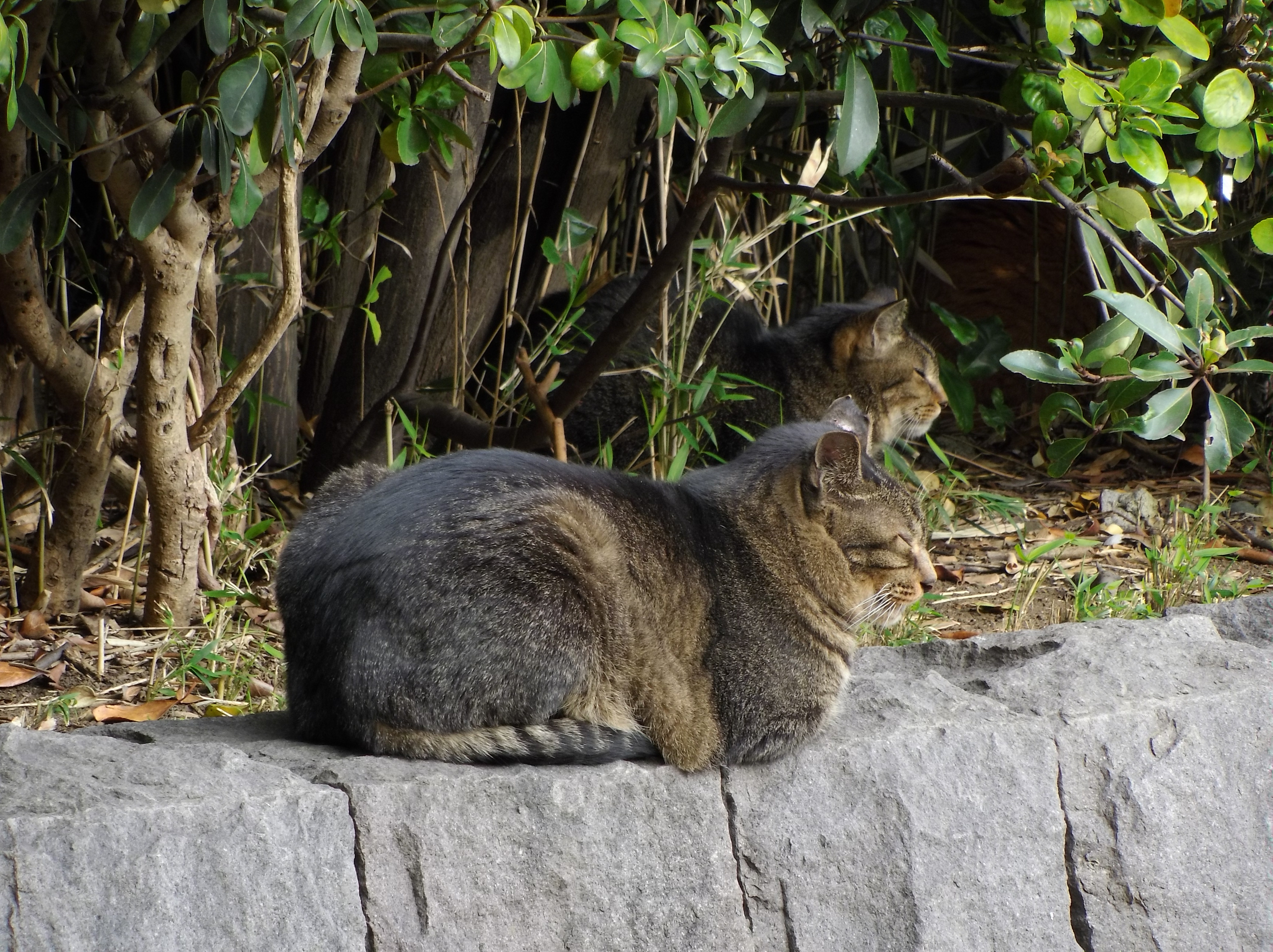 遠くから猫を撮るといった用途には最適。F6.5 / 1/50秒 / ±0EV / ISO125 / 45mm（250mm相当）