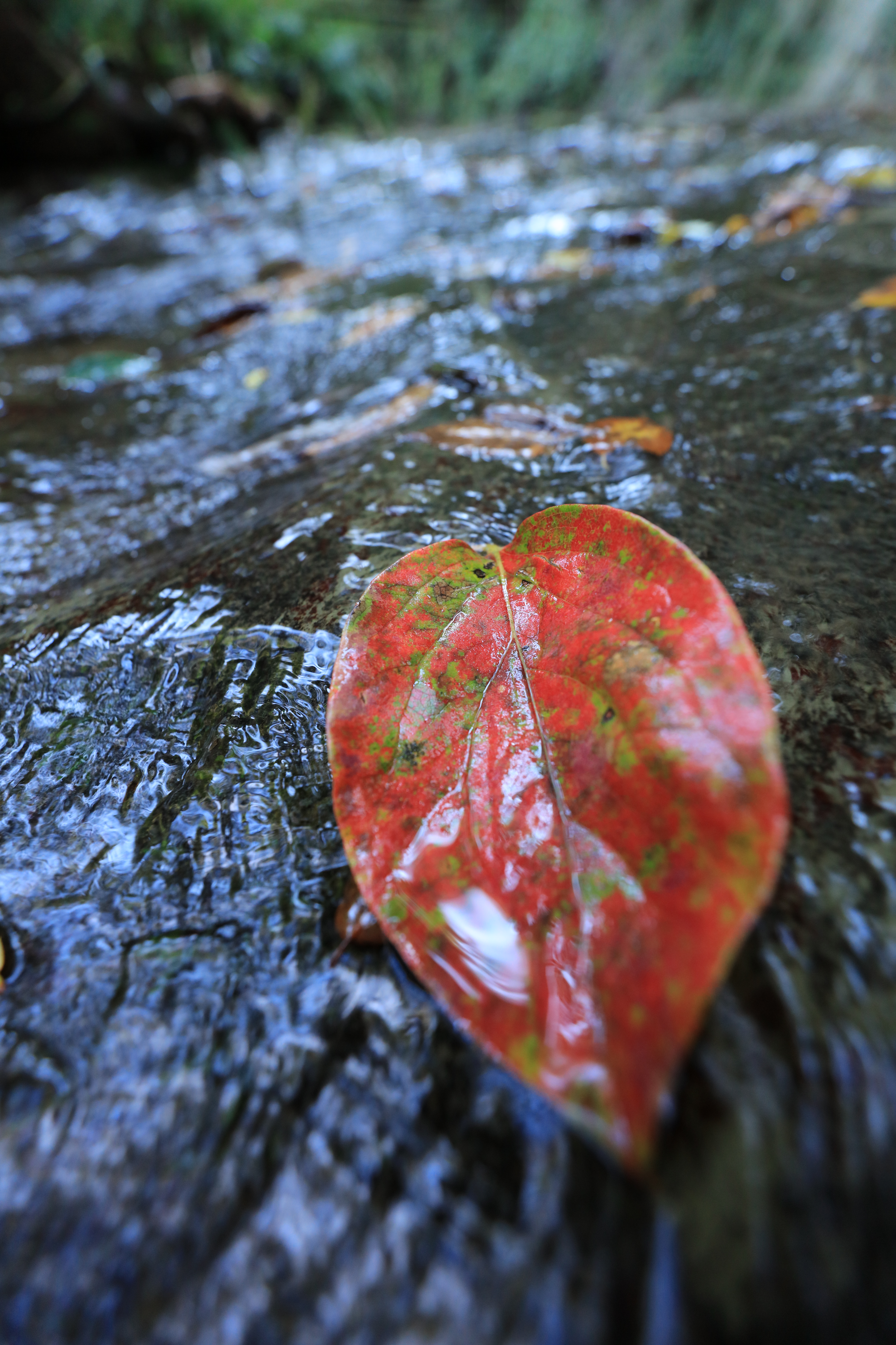 EOS 5Ds R / EF16-35mm F2.8L III USM / 1/50秒 / F4 / 0.0EV / ISO1000 / 絞り優先AE / 16mm