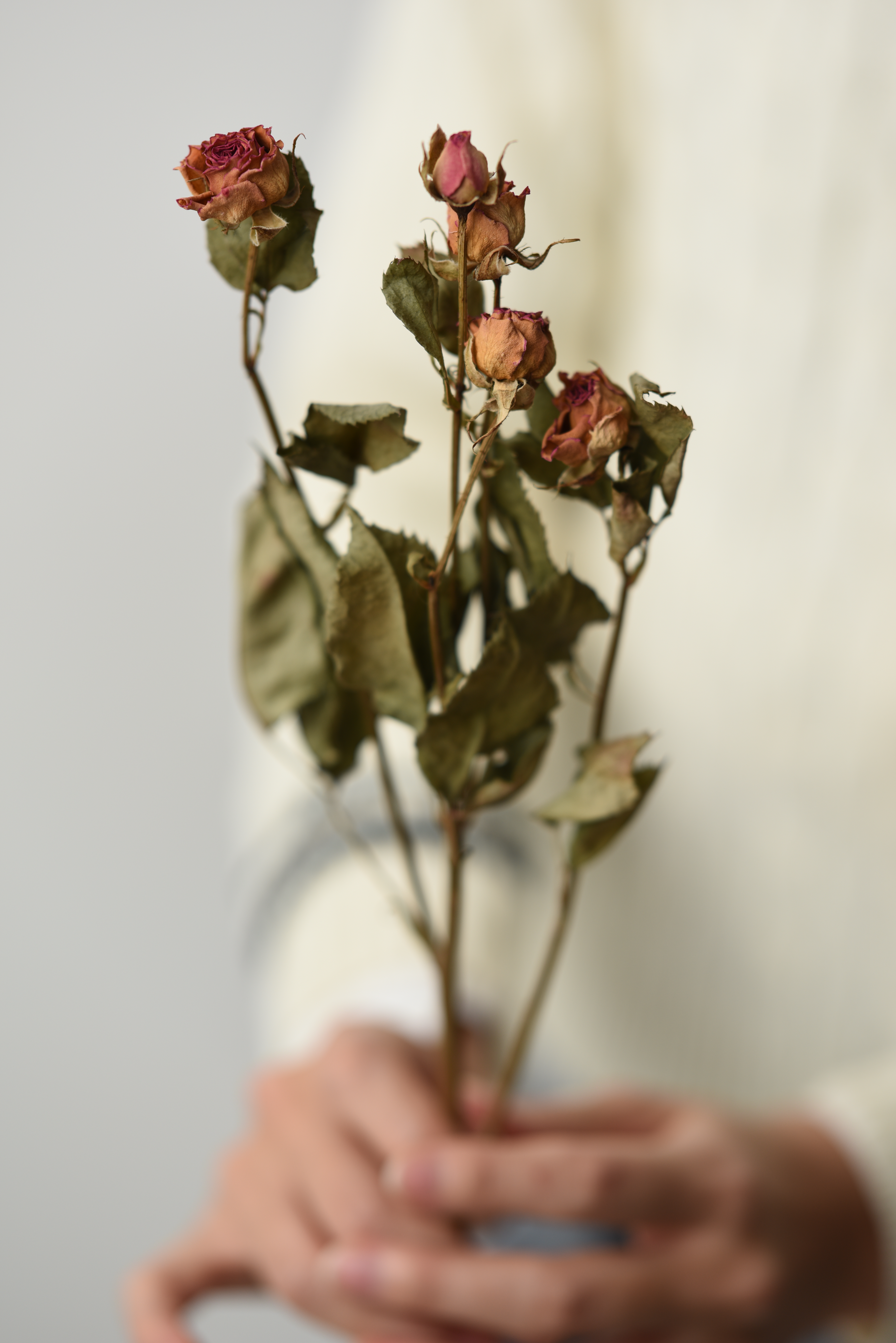 D810 / AF-S NIKKOR 105mm f/1.4E ED / 1/200秒 / F2.8 / 0EV / ISO100 / マニュアル露出 / 105mm