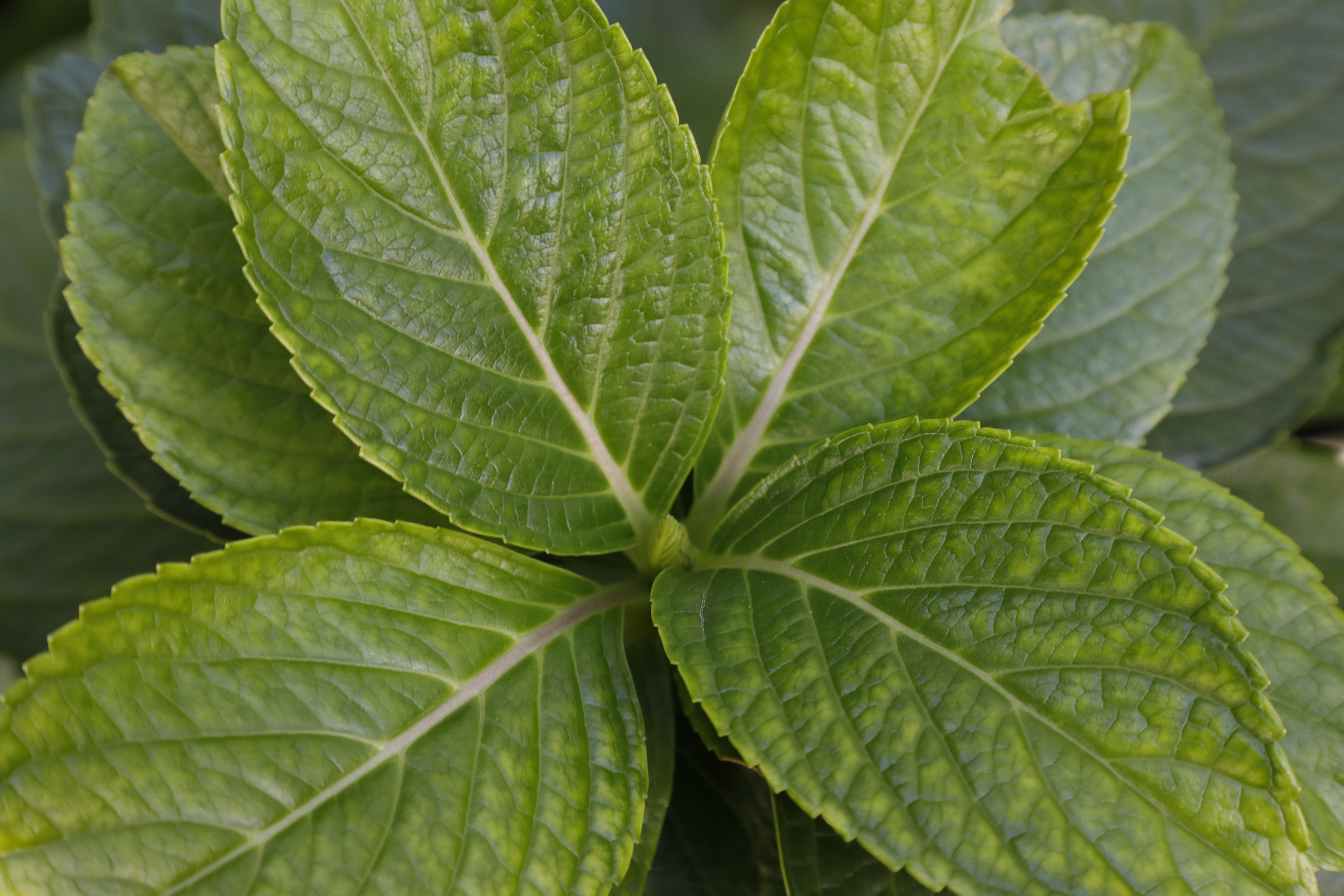 EOS 5D Mark IV / EF24-105mm F4L IS II USM / 1/80秒 / F8 / -0.3EV / ISO800 / 絞り優先AE / 80mm