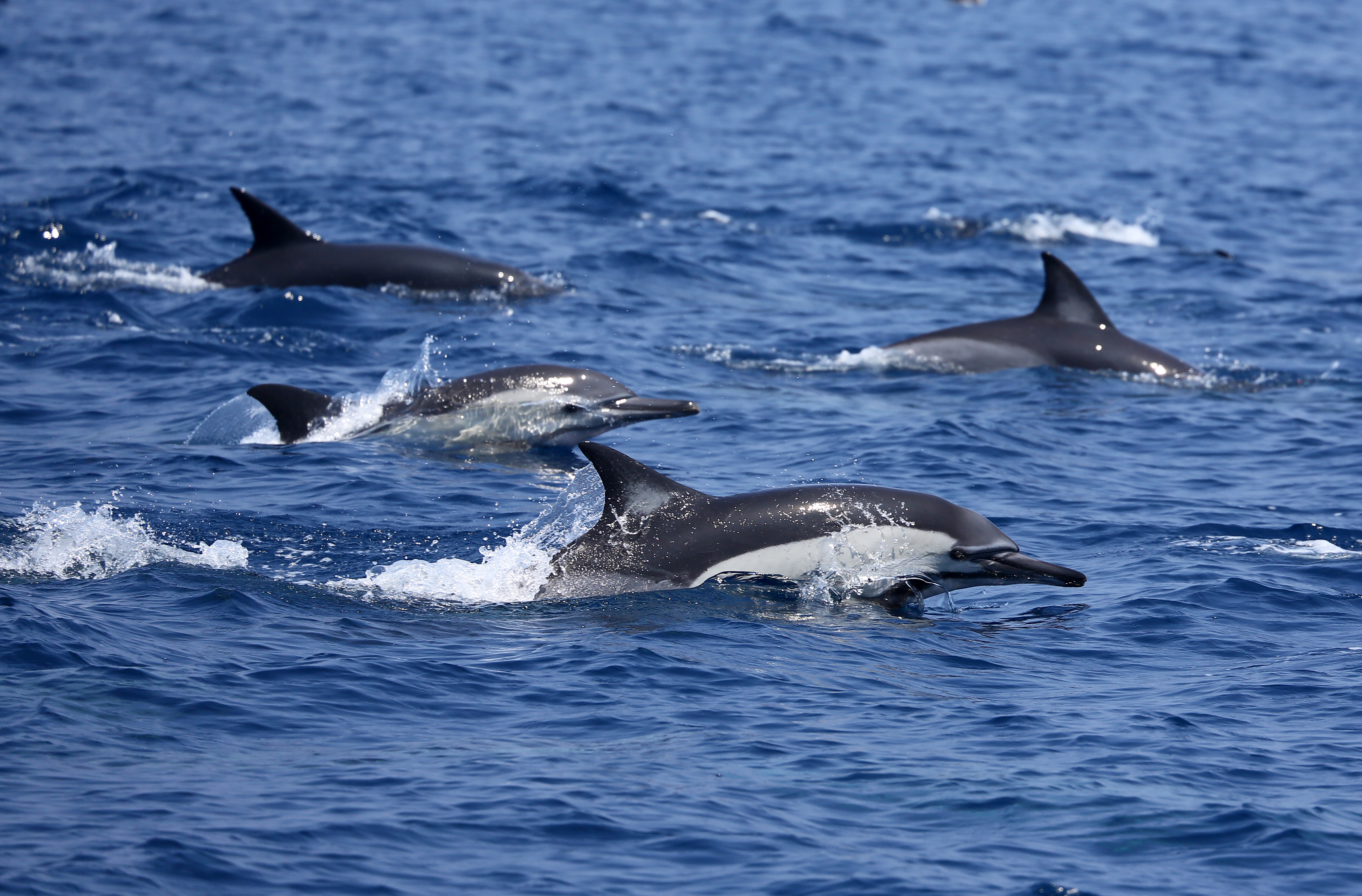野見山さんの作品。ダイビング好きが高じて海の生き物の作品も以前から撮影。イルカは本職である環境研究における研究対象でもある。